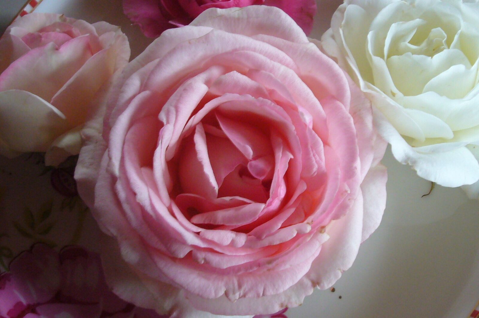 Panasonic DMC-FX01 sample photo. Roses, flowers, open rose photography