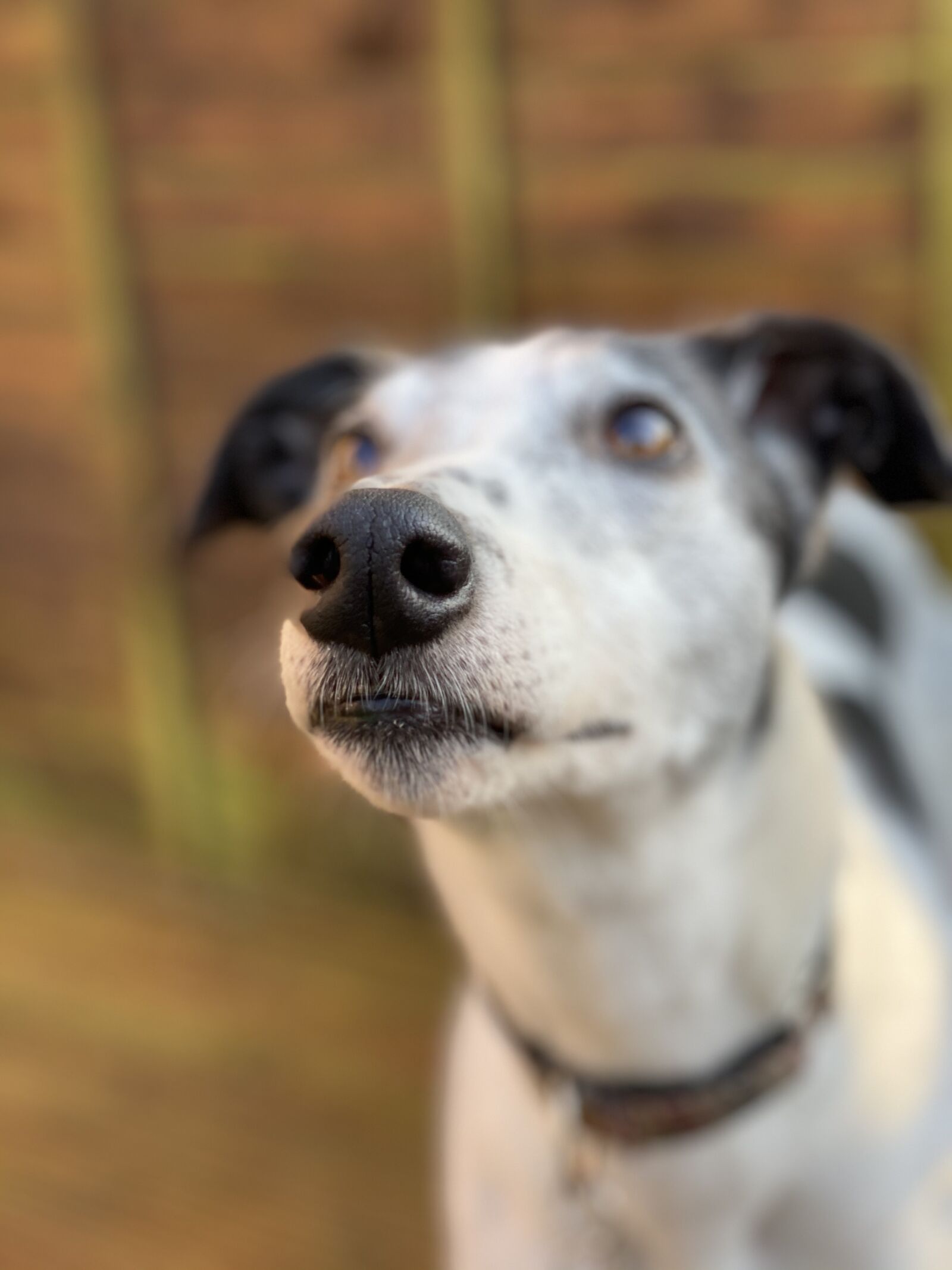 Apple iPhone 11 Pro sample photo. Greyhound, pet, portrait photography