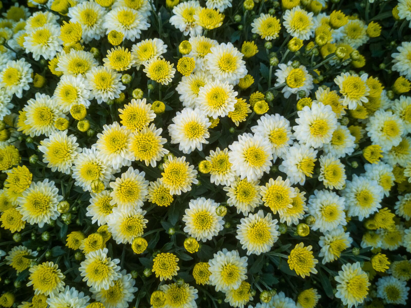 HUAWEI CLT-L29 sample photo. Autumn, background, beautiful photography