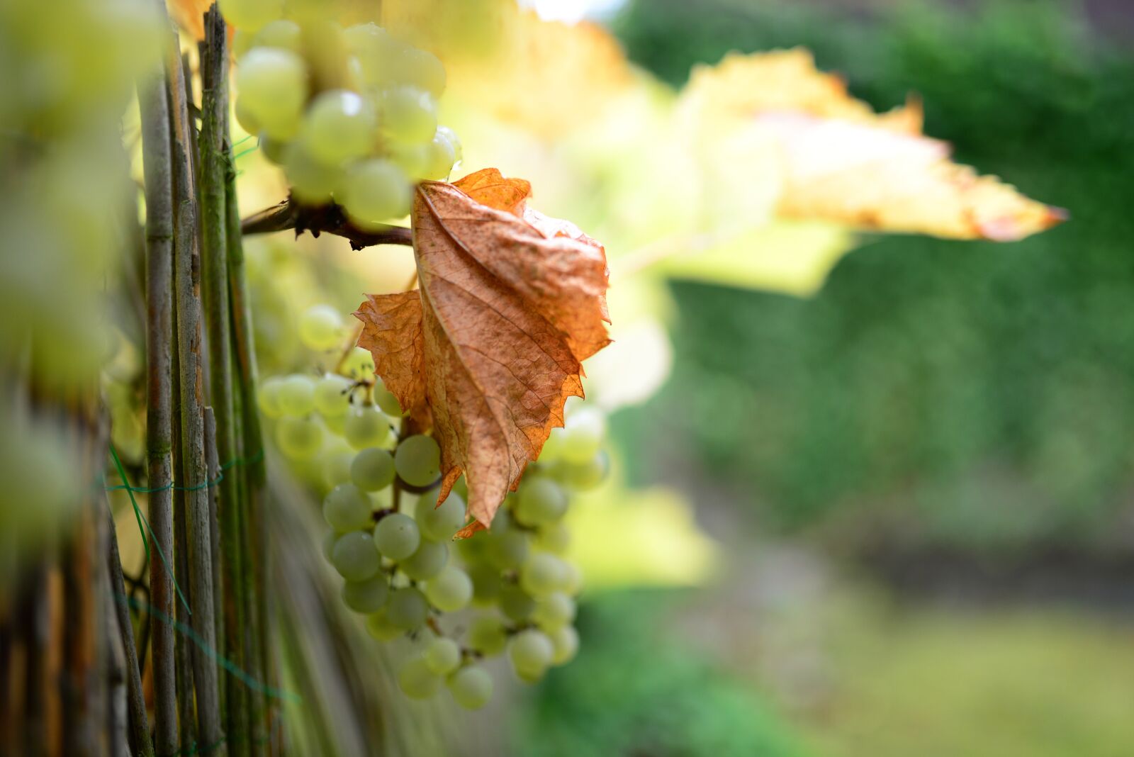 Nikon D610 sample photo. Grapes, grapevine, leaf photography