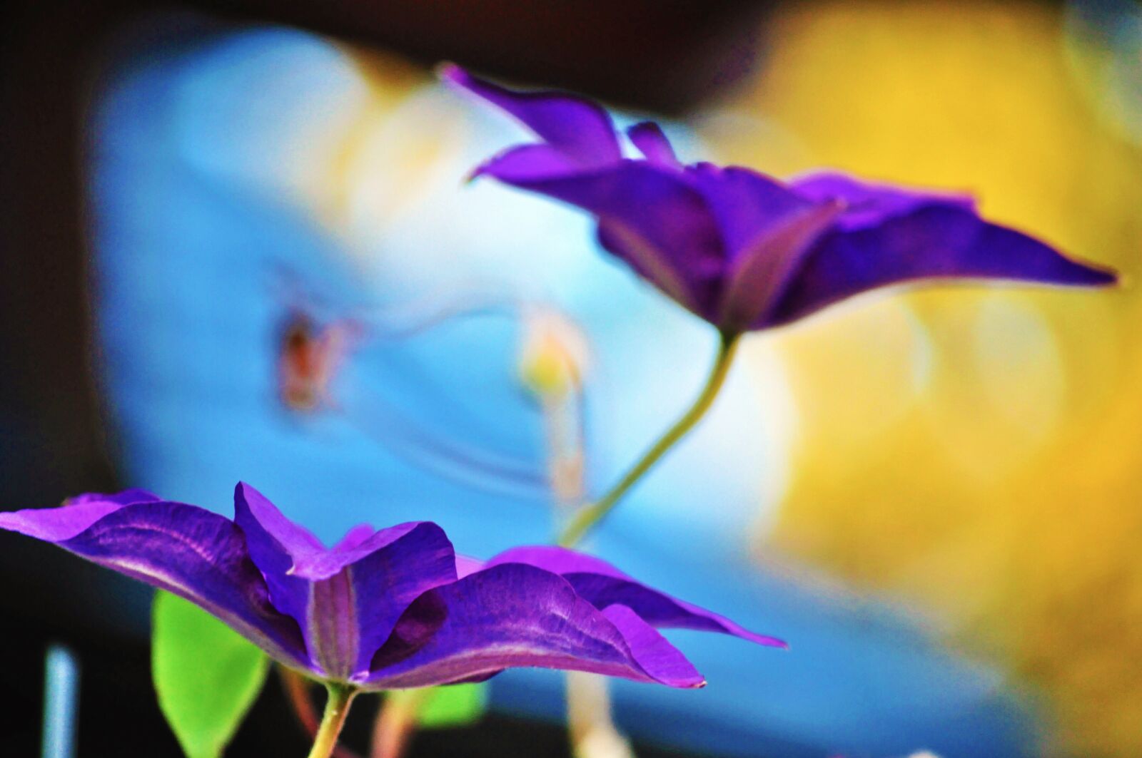 Nikon D5000 sample photo. Blumen, farbe, garten photography