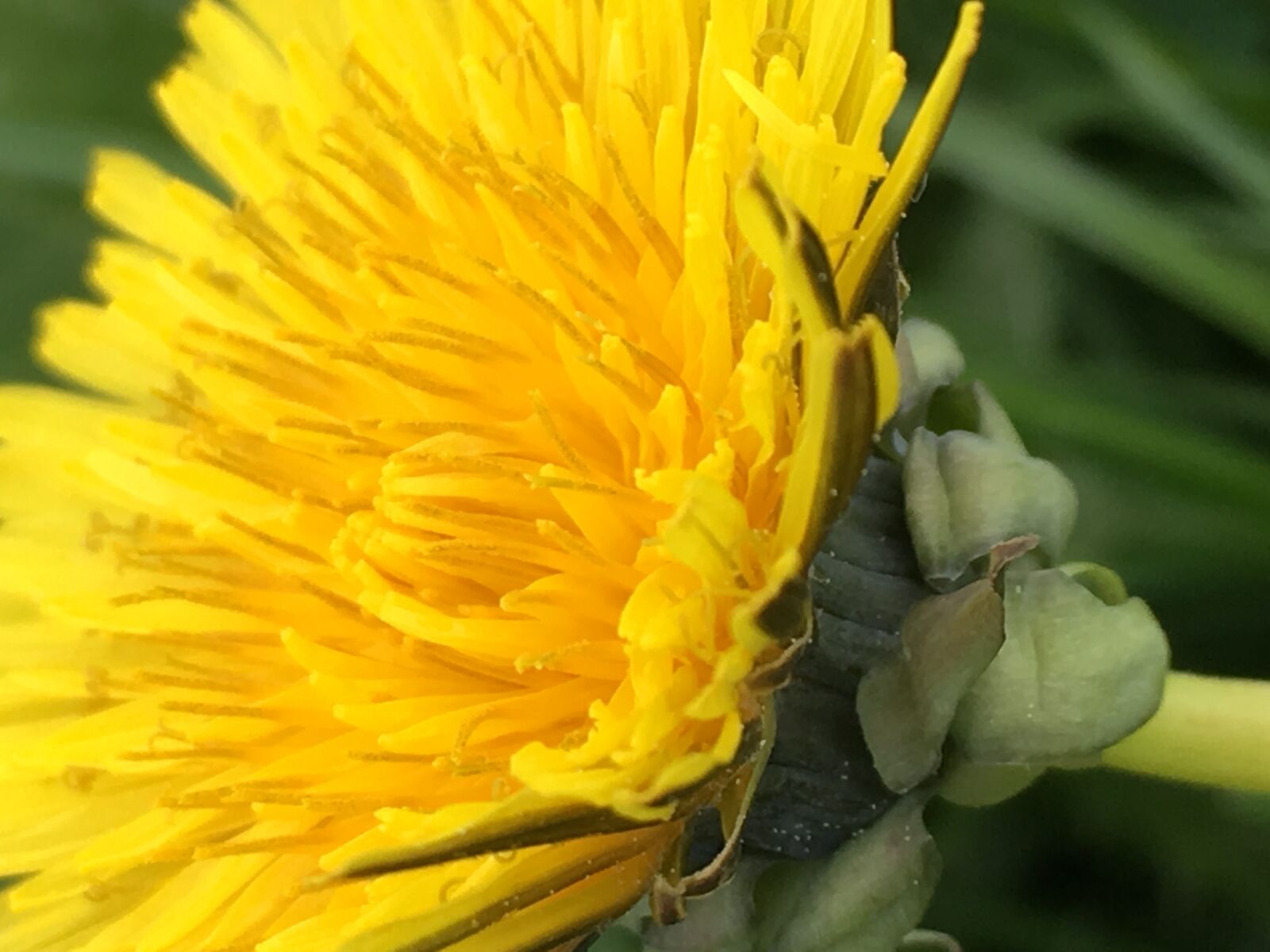 Apple iPhone 6s sample photo. Dandelion, blossom, bloom photography