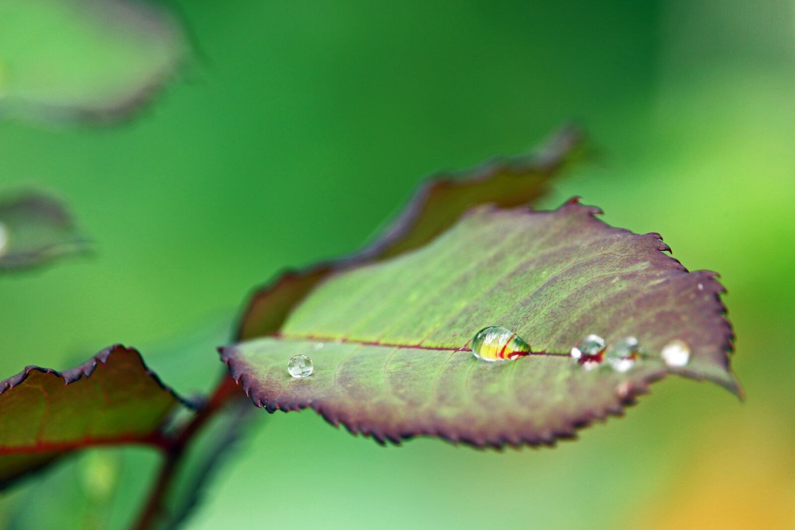 Canon EF-S 55-250mm F4-5.6 IS STM sample photo. Raindrop, after the rain photography