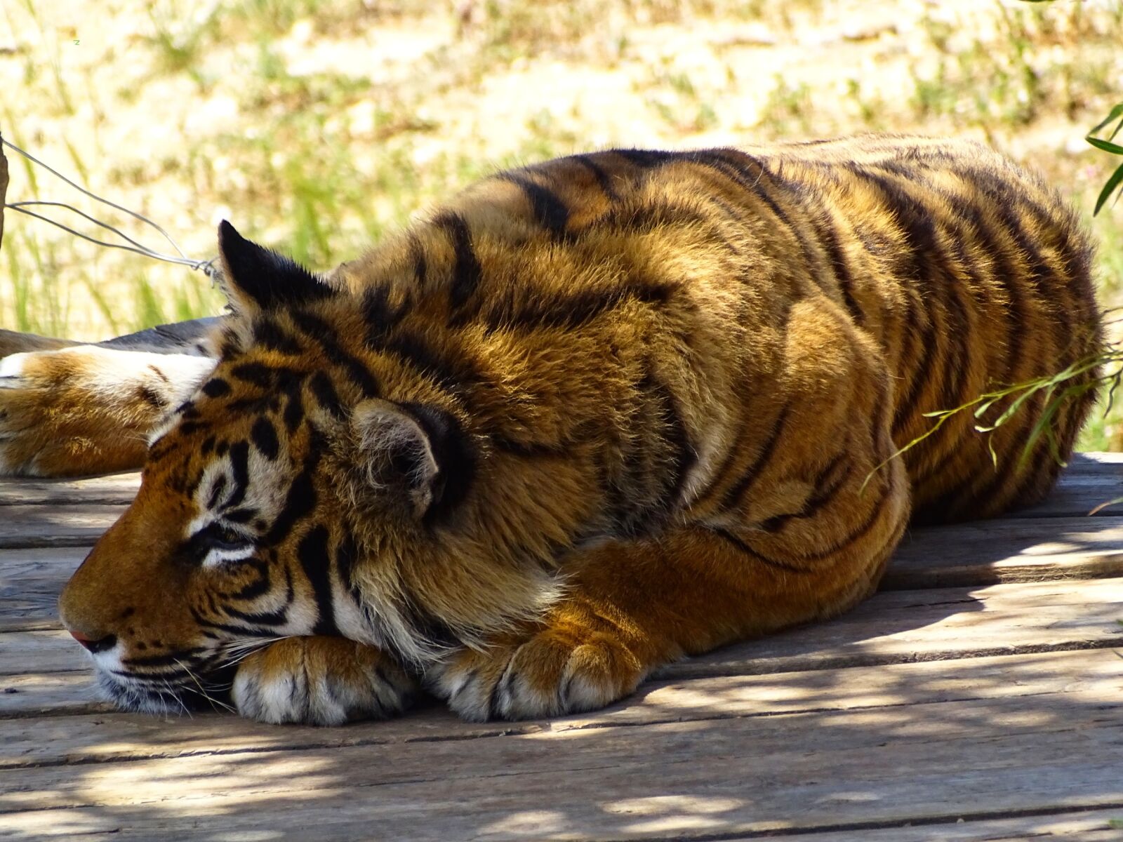 Sony Cyber-shot DSC-HX400V sample photo. Tiger, animal, wild animals photography