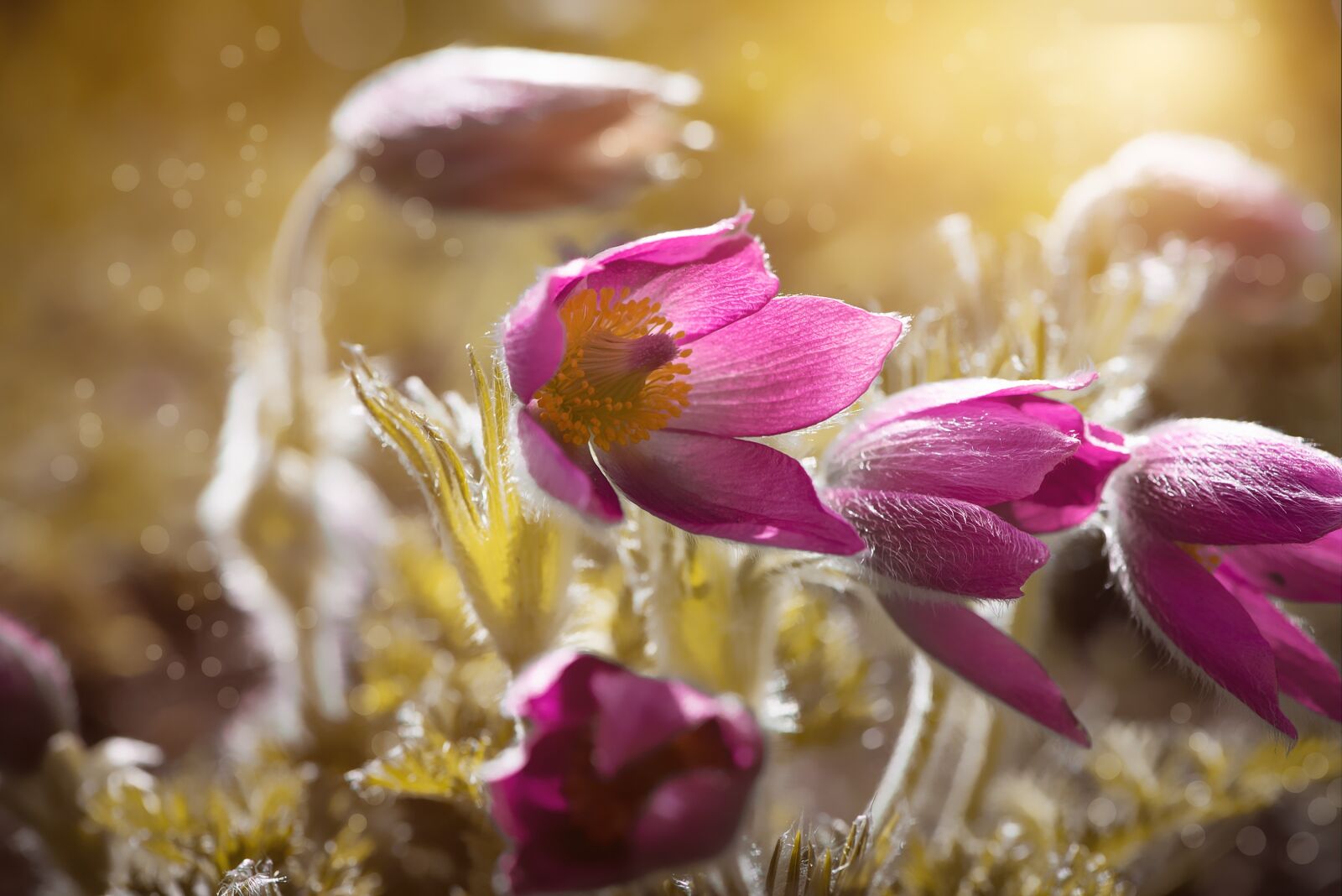 Nikon D750 sample photo. Anemones, flowers, garden photography