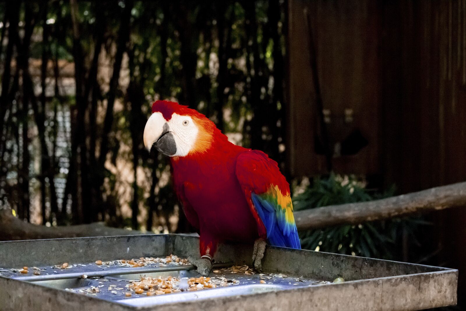 Canon EOS 70D sample photo. Parrot, bird, red photography