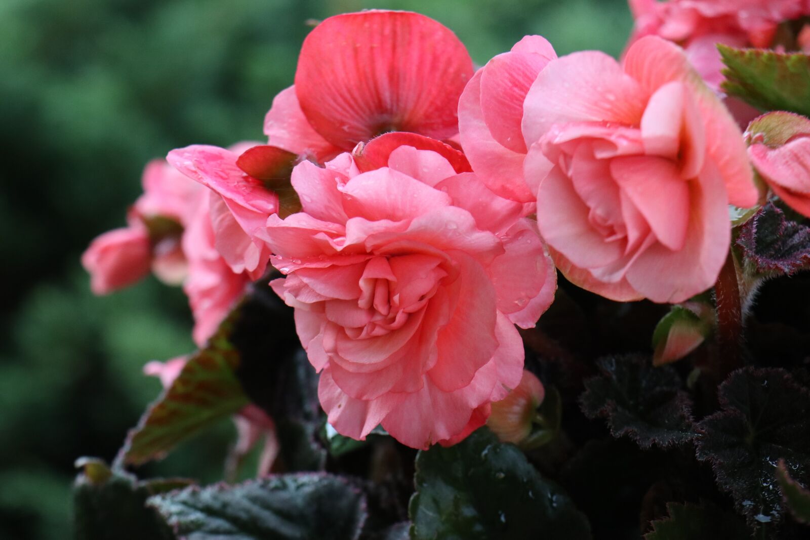 Canon EOS M6 sample photo. Summer, garden, flowers photography