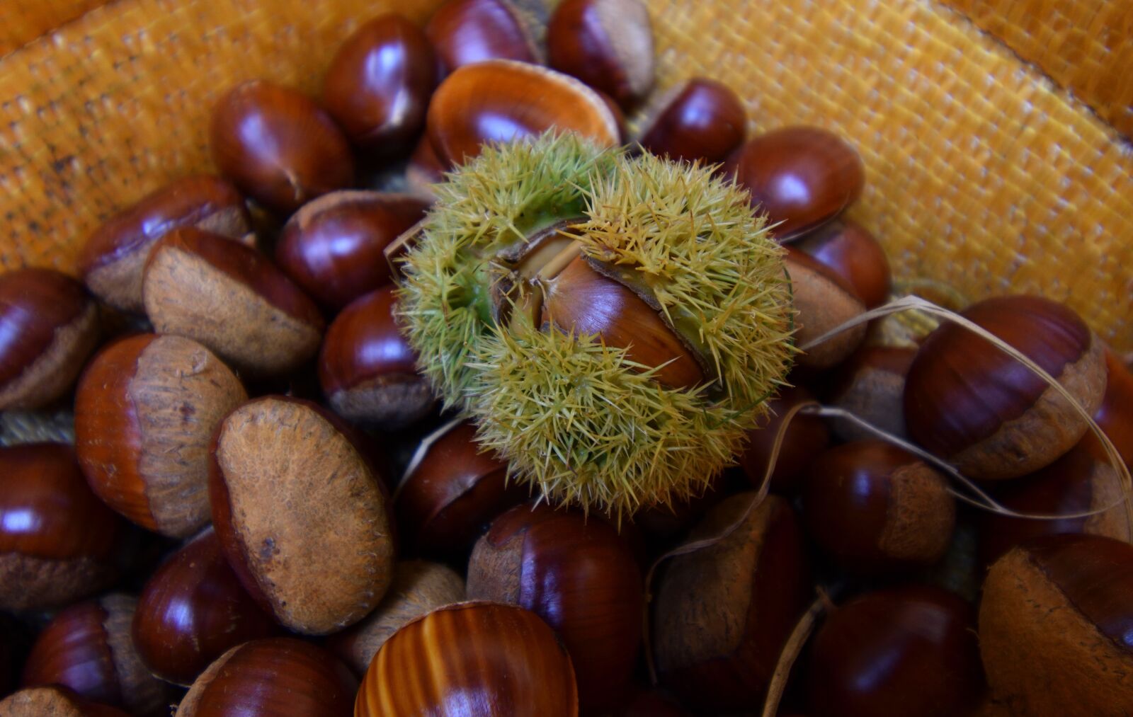 Nikon D3500 sample photo. Maron, chestnut, autumn photography