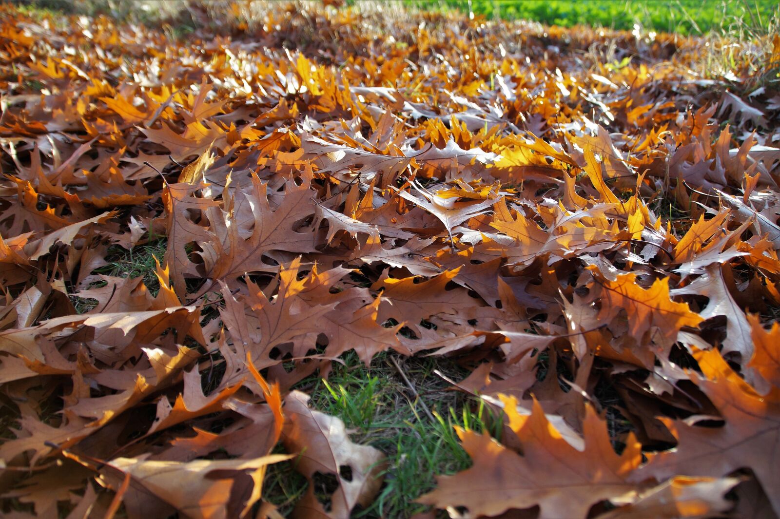 Sony SLT-A58 sample photo. Autumn, fallen leaves, golden photography