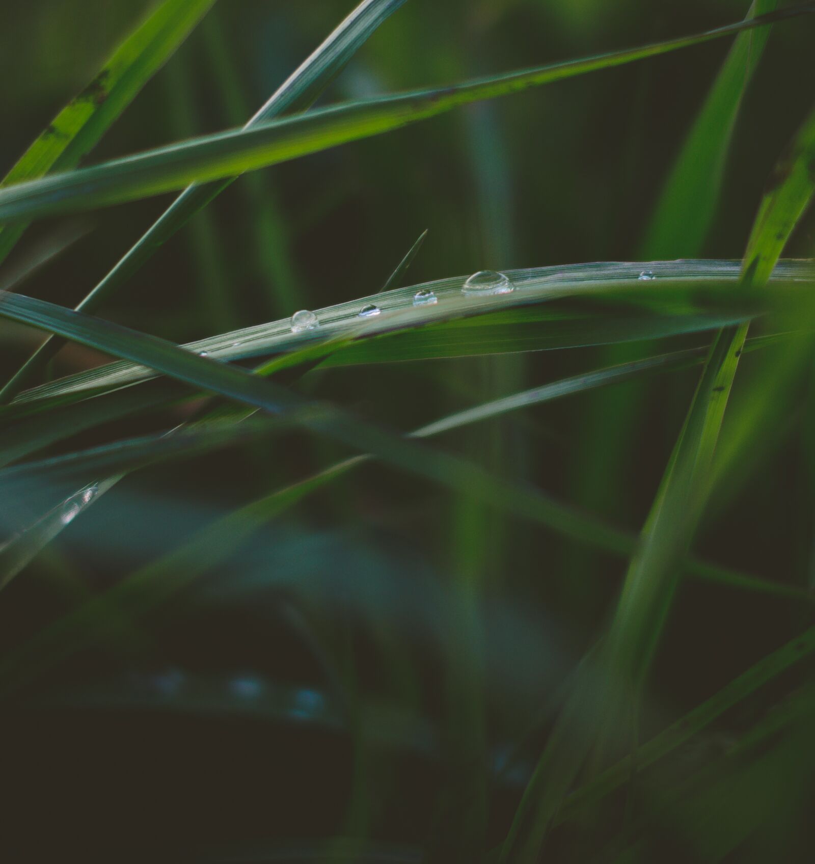 Nikon D7000 sample photo. Grass, greens, years photography