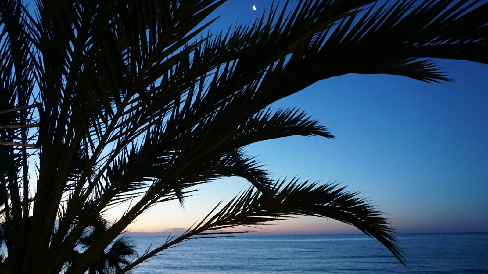 Sony a6000 sample photo. Marbella, palms, spain, sunrise photography