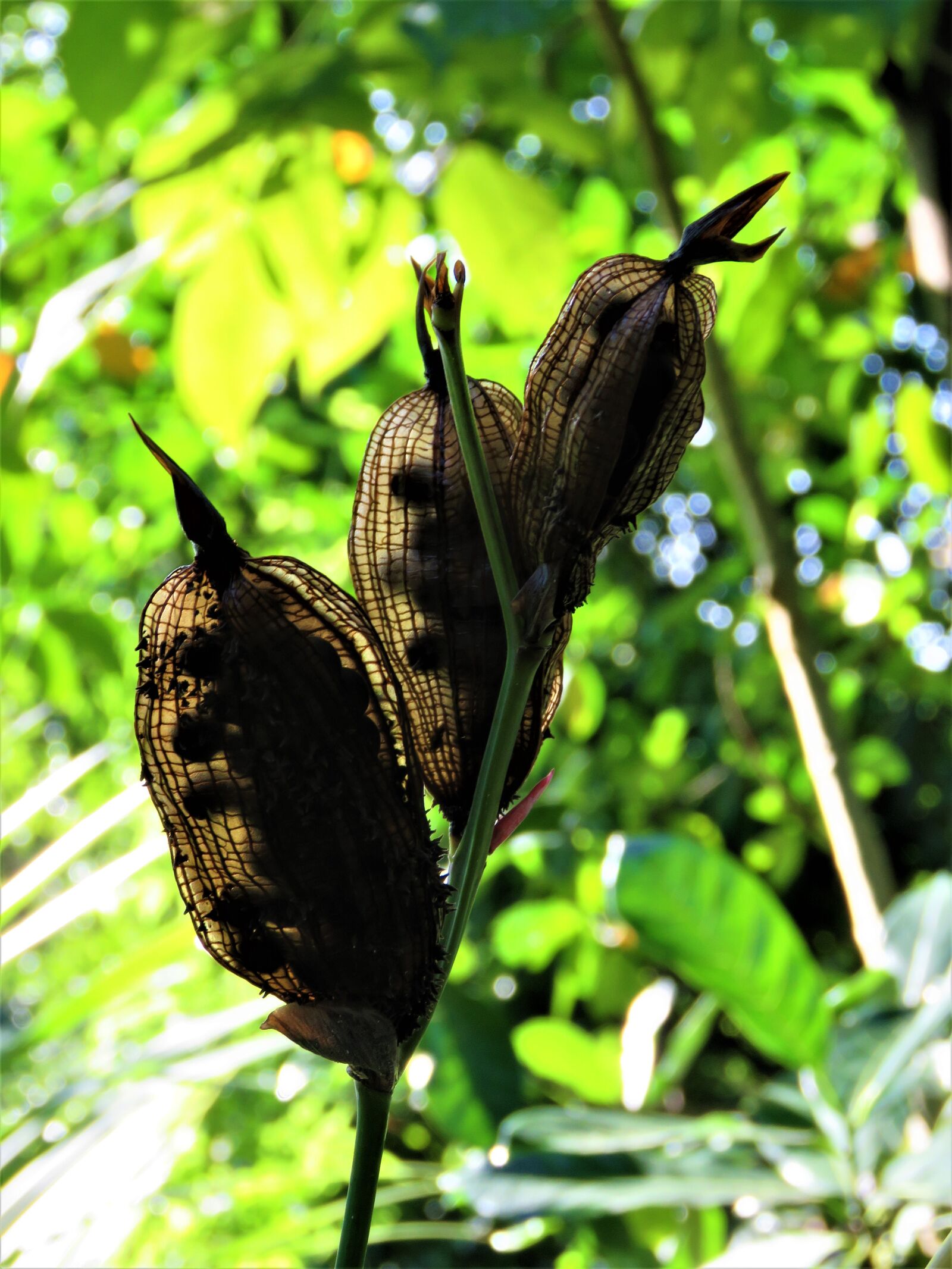 Canon PowerShot SX60 HS sample photo. Seeds, seedpod, nature photography