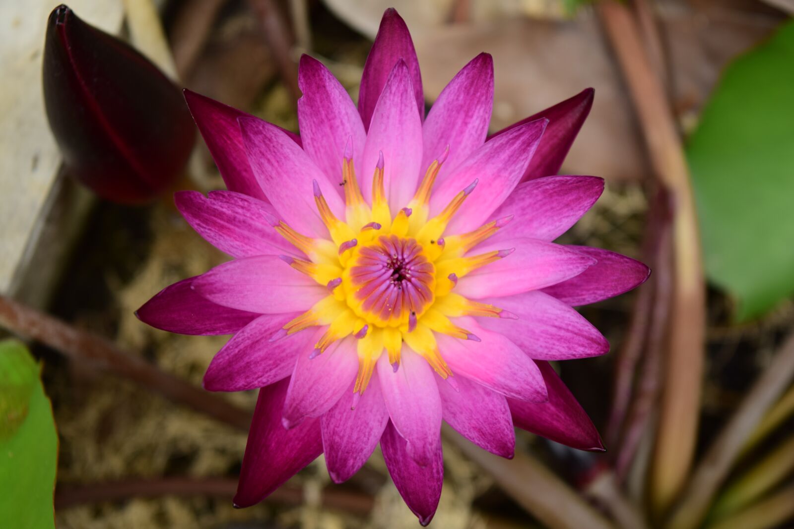 Nikon D3300 sample photo. Flowers, lotus, bloom photography