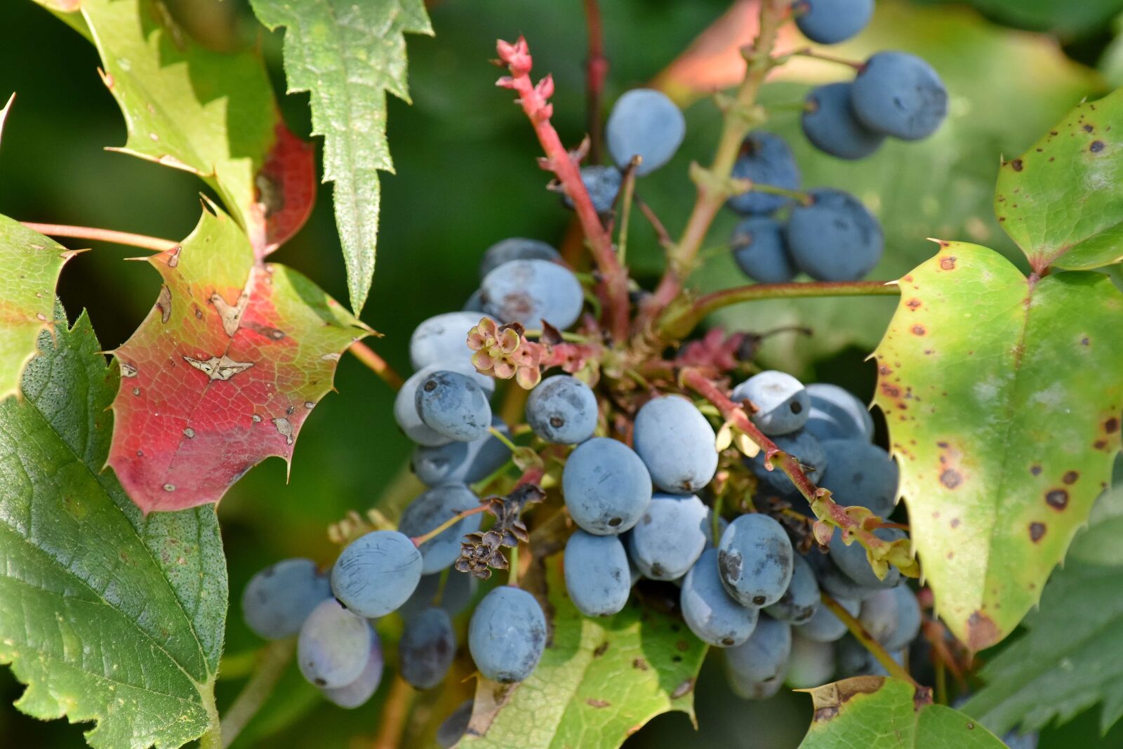 Nikon D5500 sample photo. Nature, leaf, fruit, wine photography