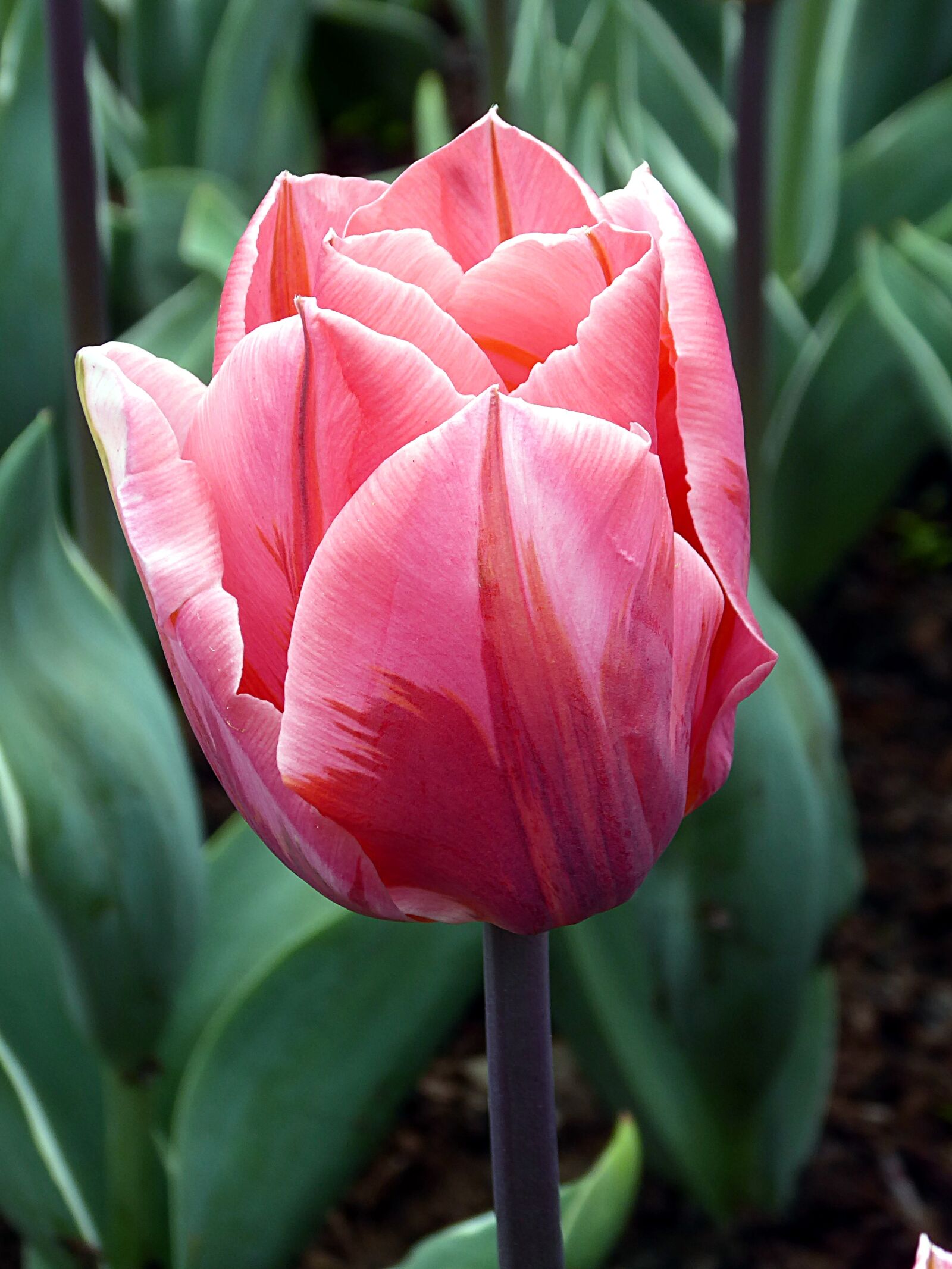 Panasonic Lumix DMC-ZS50 (Lumix DMC-TZ70) sample photo. Tulip, pink, lily photography