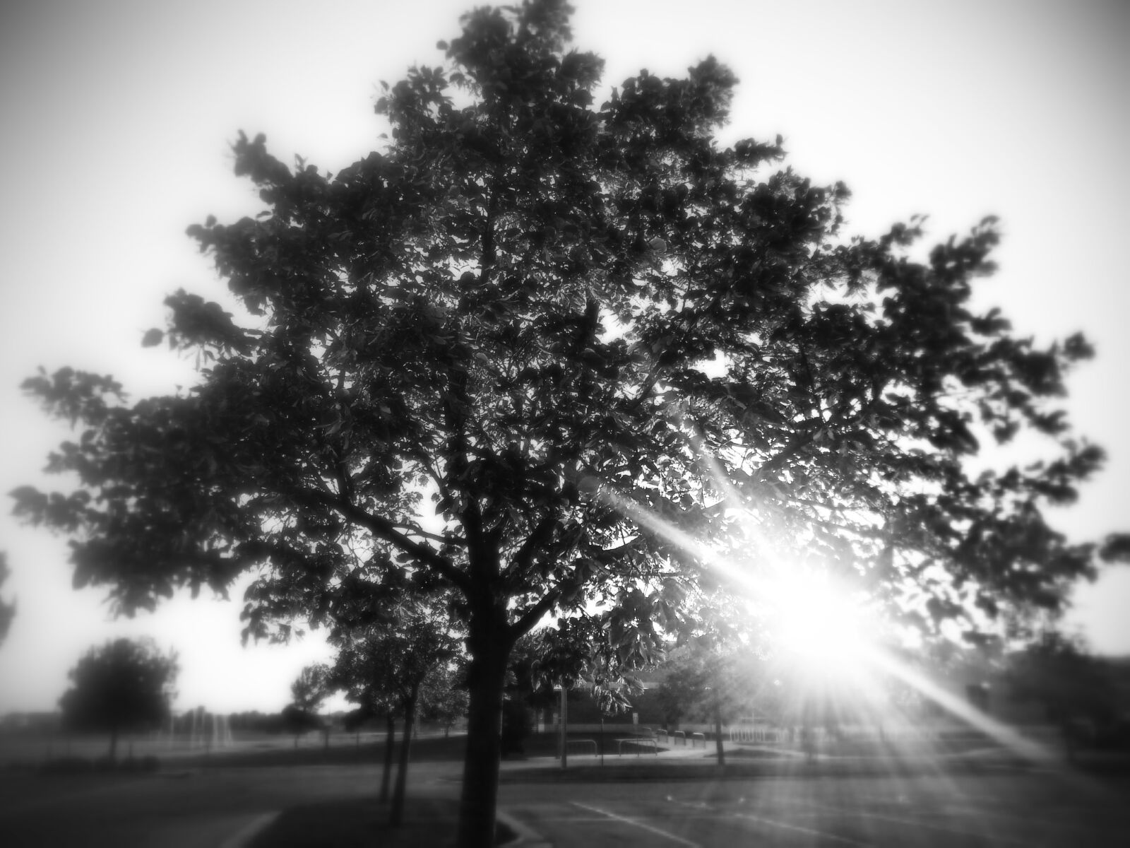 Samsung Galaxy S3 sample photo. Tree, sunlight, landscape photography