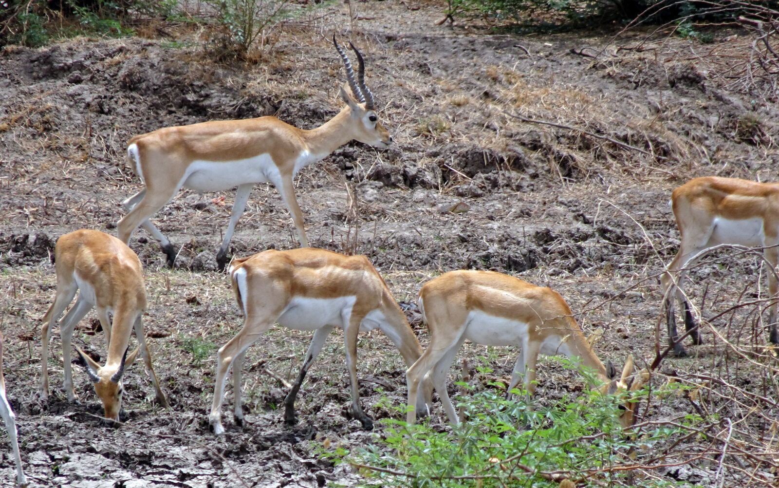 Sony Cyber-shot DSC-HX90V sample photo. Blackbuck, antilope cervicapra, indian photography