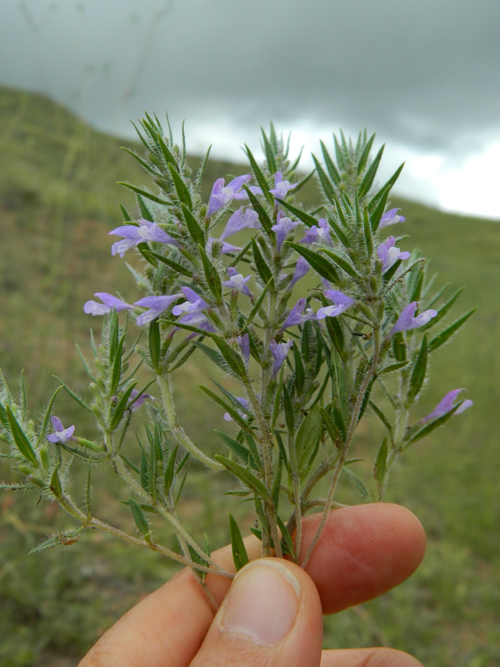 Nikon COOLPIX L310 sample photo. Wild, oregano, fingers photography