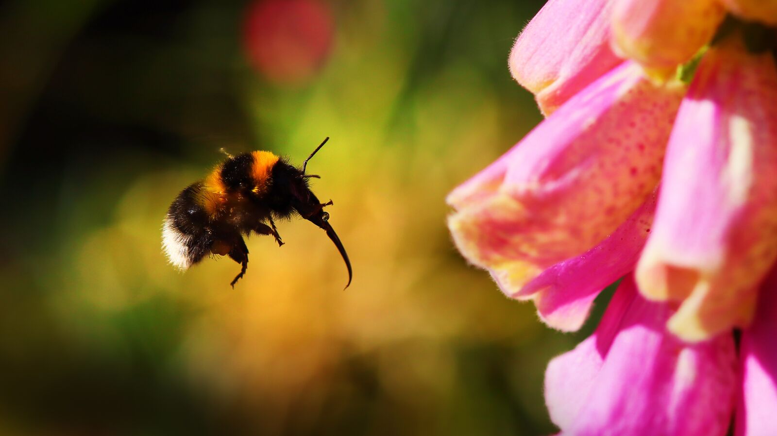 Canon EOS M50 (EOS Kiss M) sample photo. Hummel, insect, garden photography