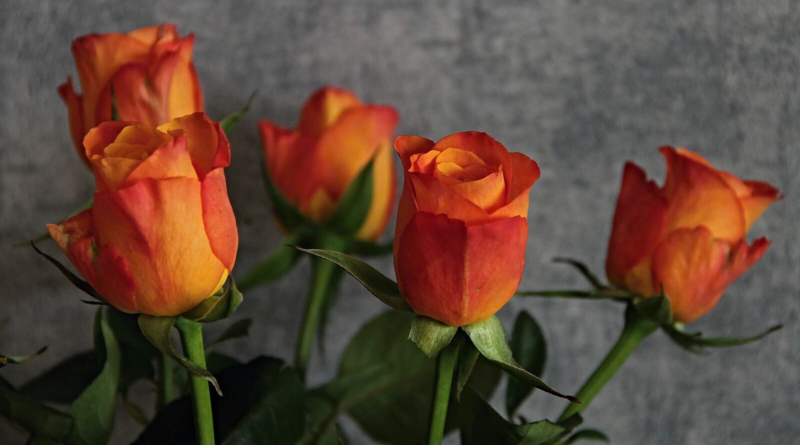 Canon EOS 1100D (EOS Rebel T3 / EOS Kiss X50) sample photo. Roses, flowers, orange photography
