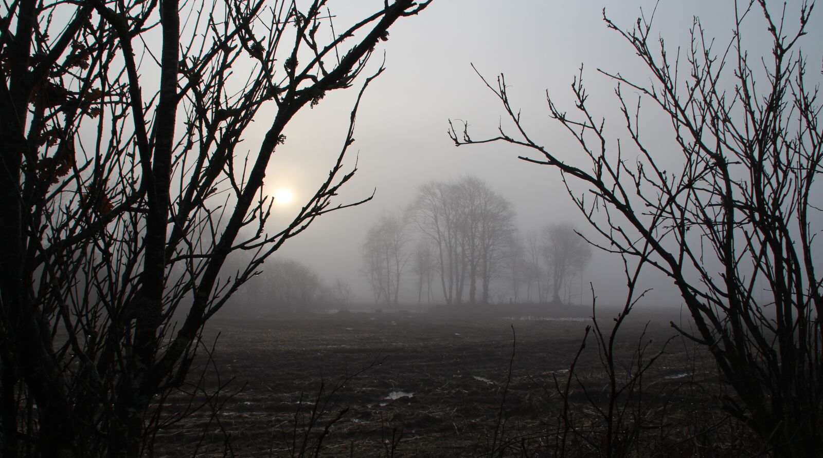 Canon EOS 700D (EOS Rebel T5i / EOS Kiss X7i) sample photo. Fog, natural, blushing morning photography