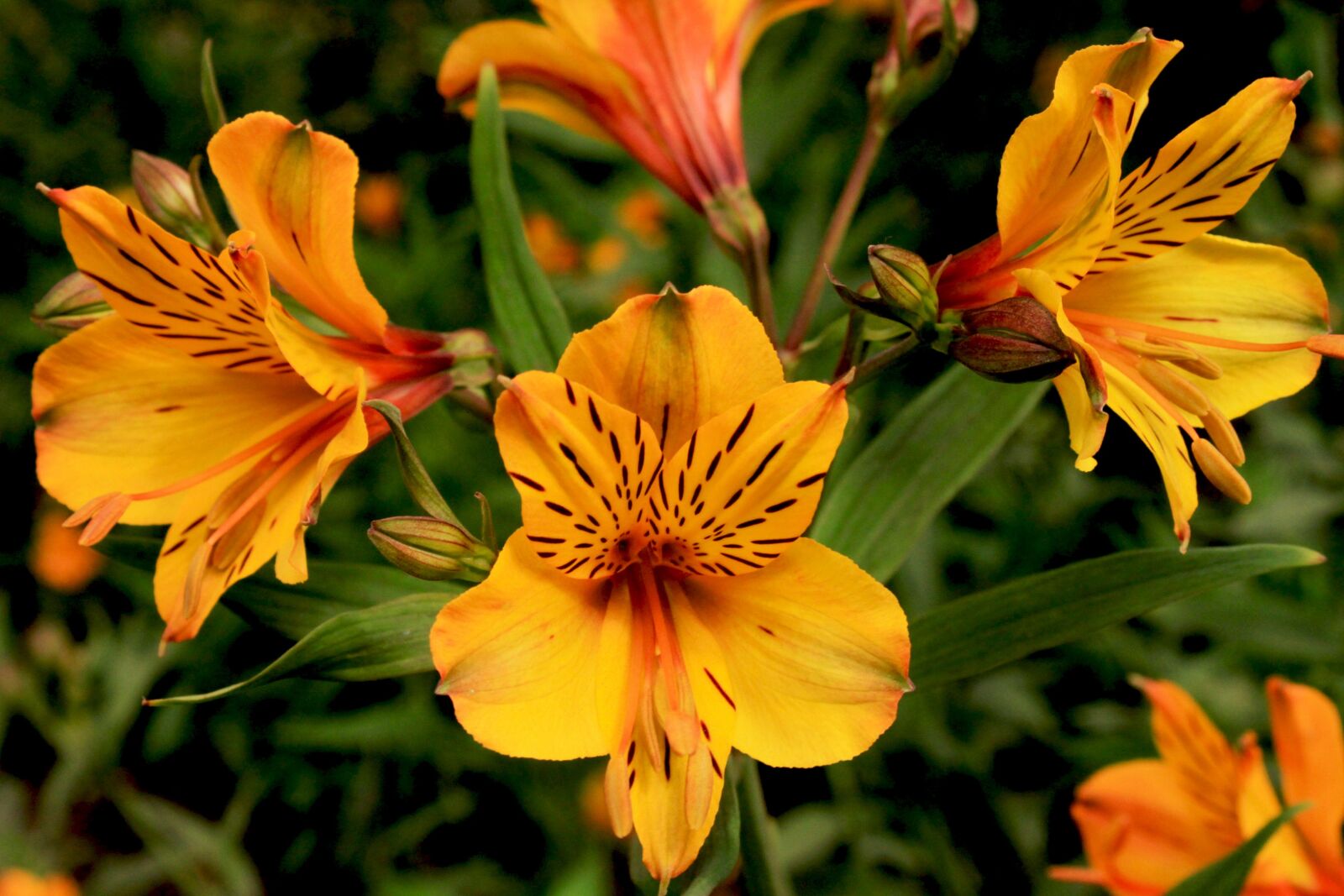 Canon EOS 500D (EOS Rebel T1i / EOS Kiss X3) sample photo. Flower, blossom, bloom photography