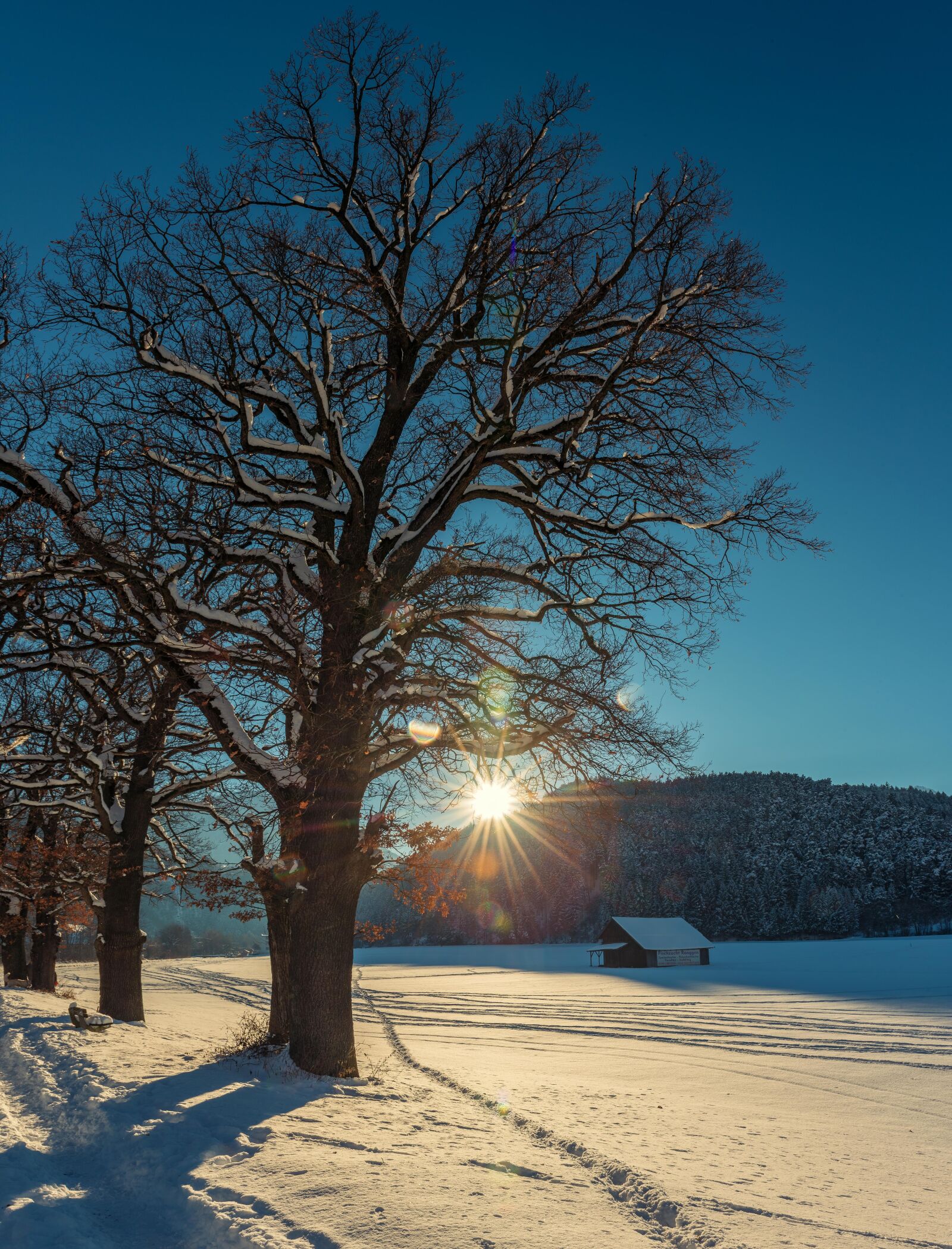 Nikon D750 sample photo. Tree, nature, landscape photography