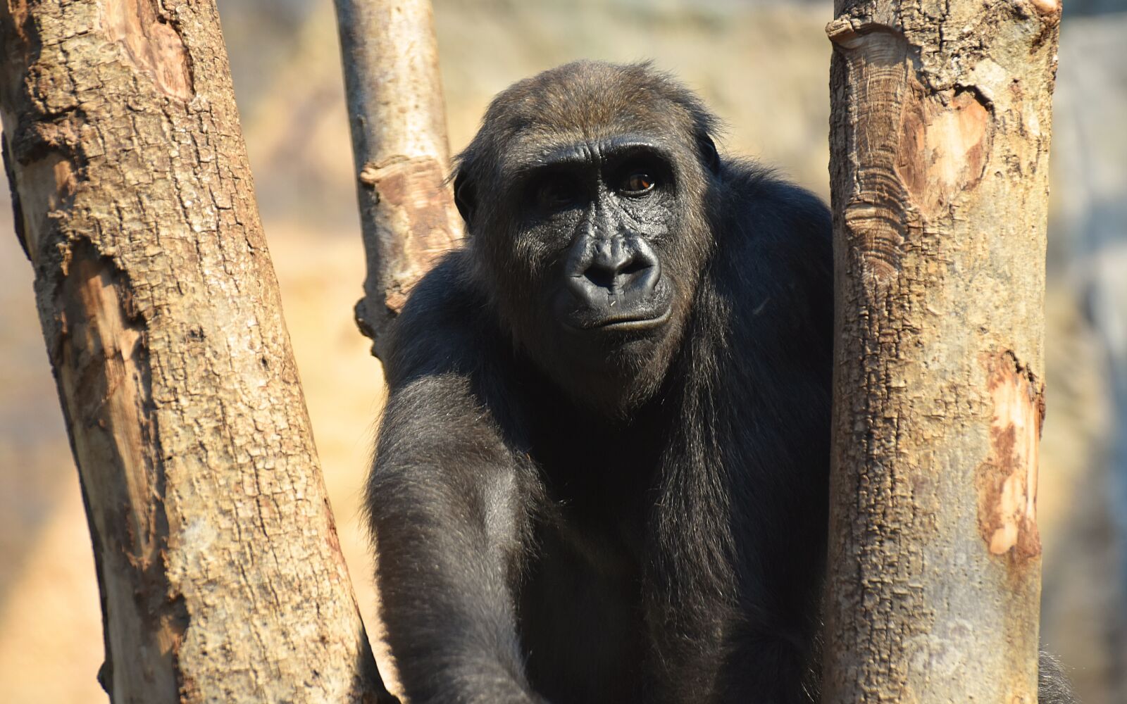Nikon D7200 sample photo. Gorilla, monkey, animal photography