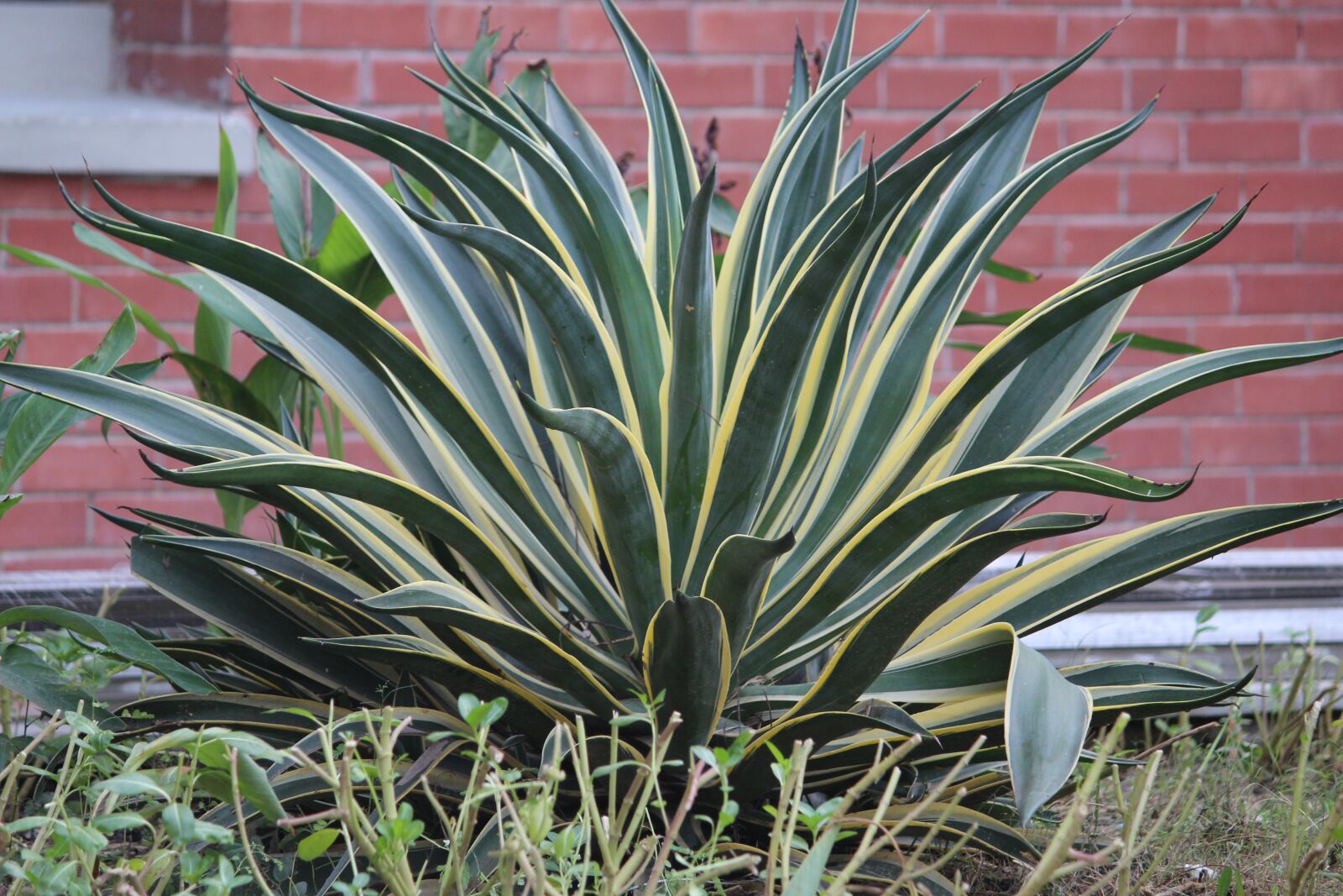 Canon EOS 1200D (EOS Rebel T5 / EOS Kiss X70 / EOS Hi) sample photo. Snake plant, shrub, plant photography