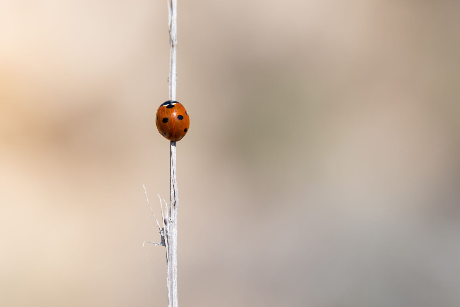 Nikon D800 sample photo. Ladybird, ladybug, nature photography