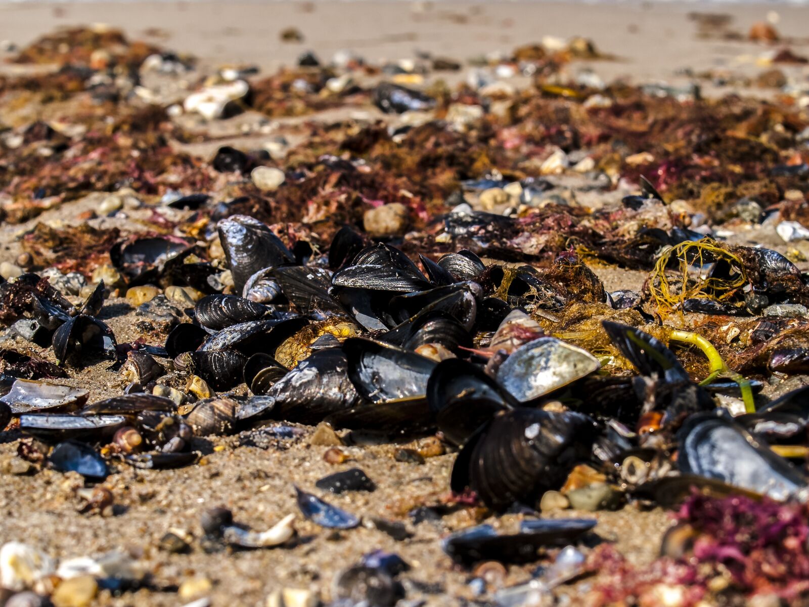 Olympus E-3 sample photo. Mussels, sea, sand photography