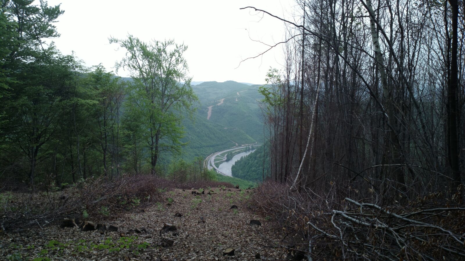 Nokia 808 PureView sample photo. Road, river, forest photography