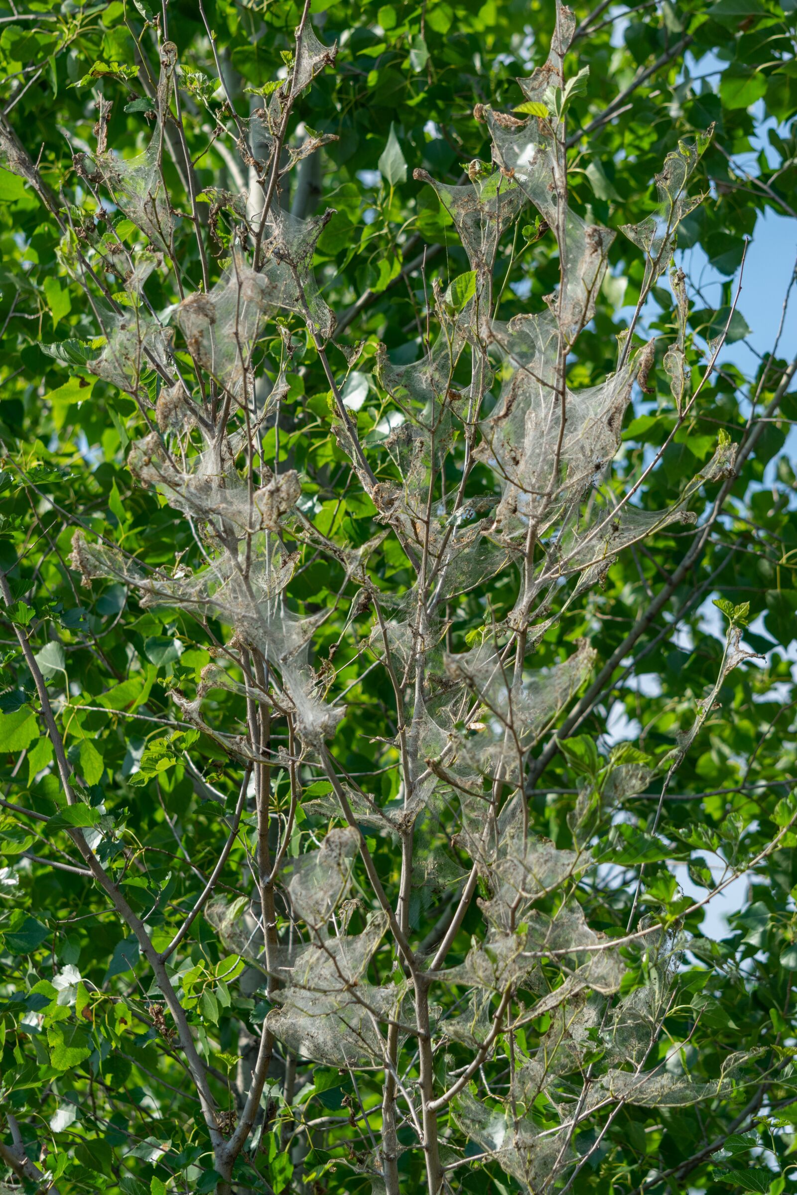 Nikon D3300 sample photo. Wood, branch, web photography