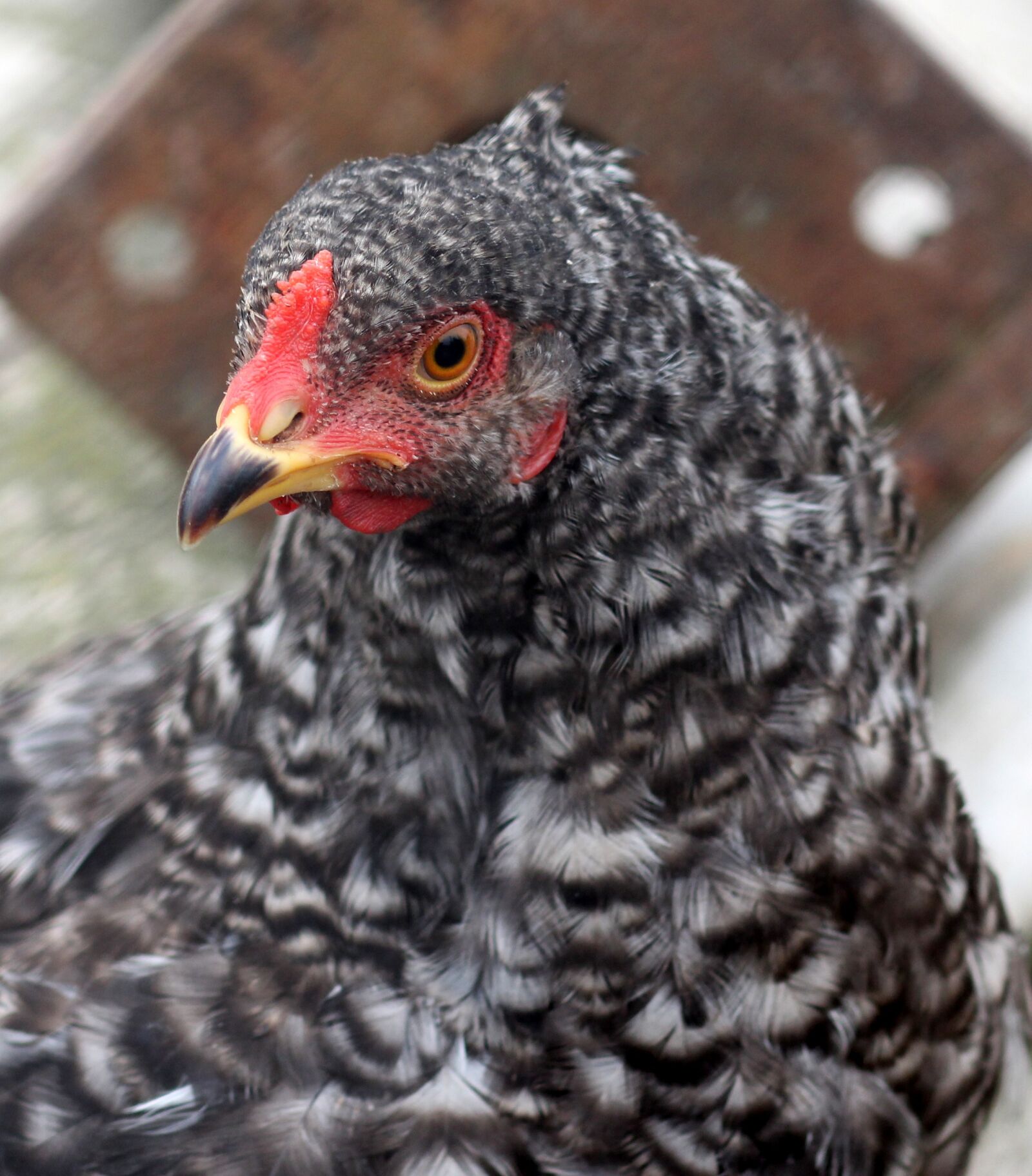 Canon EOS 700D (EOS Rebel T5i / EOS Kiss X7i) + Canon EF 85mm F1.8 USM sample photo. Gaina, birds, portrait photography