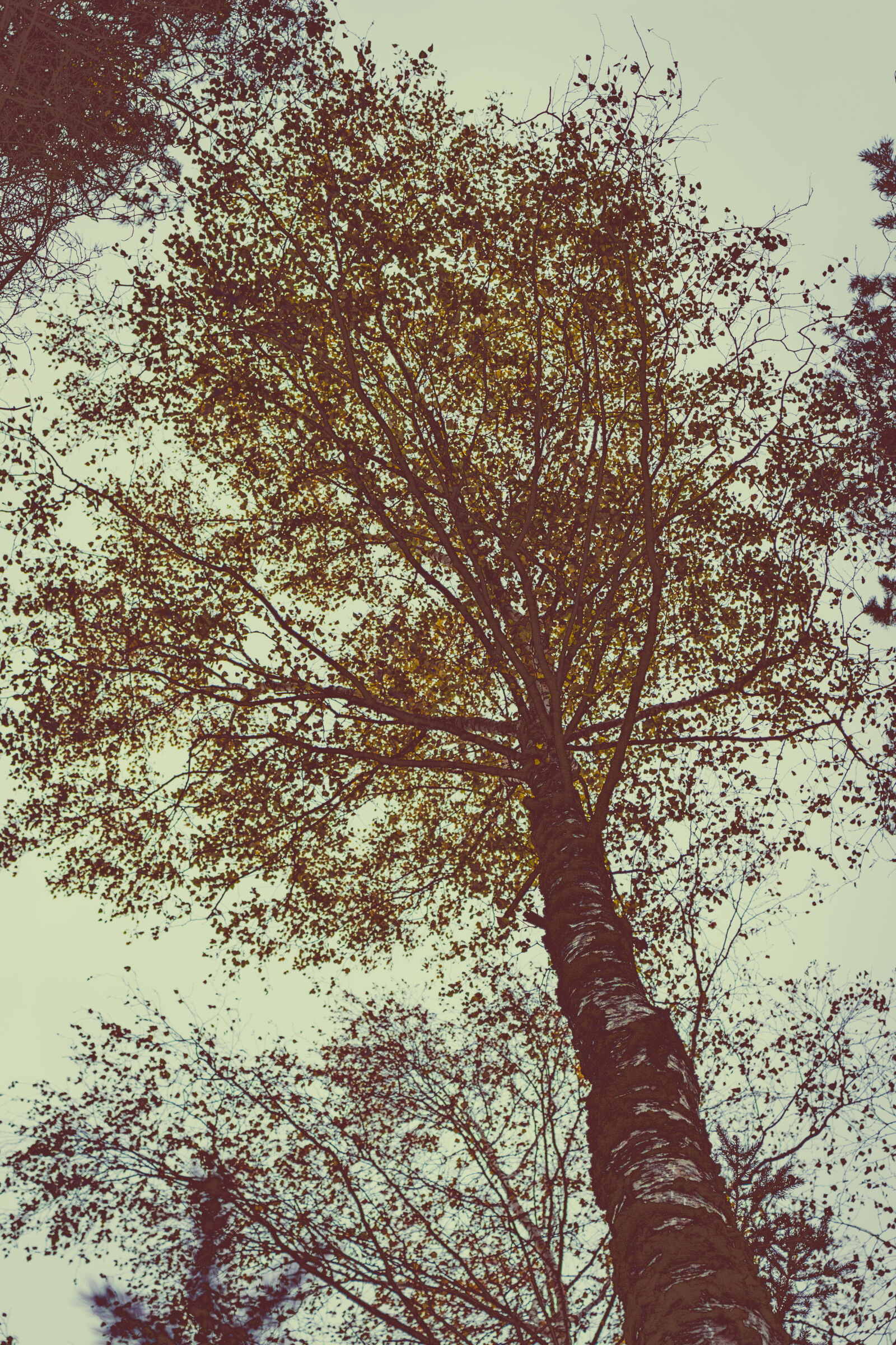Canon EOS 700D (EOS Rebel T5i / EOS Kiss X7i) sample photo. Branches, environment, forest, leaves photography