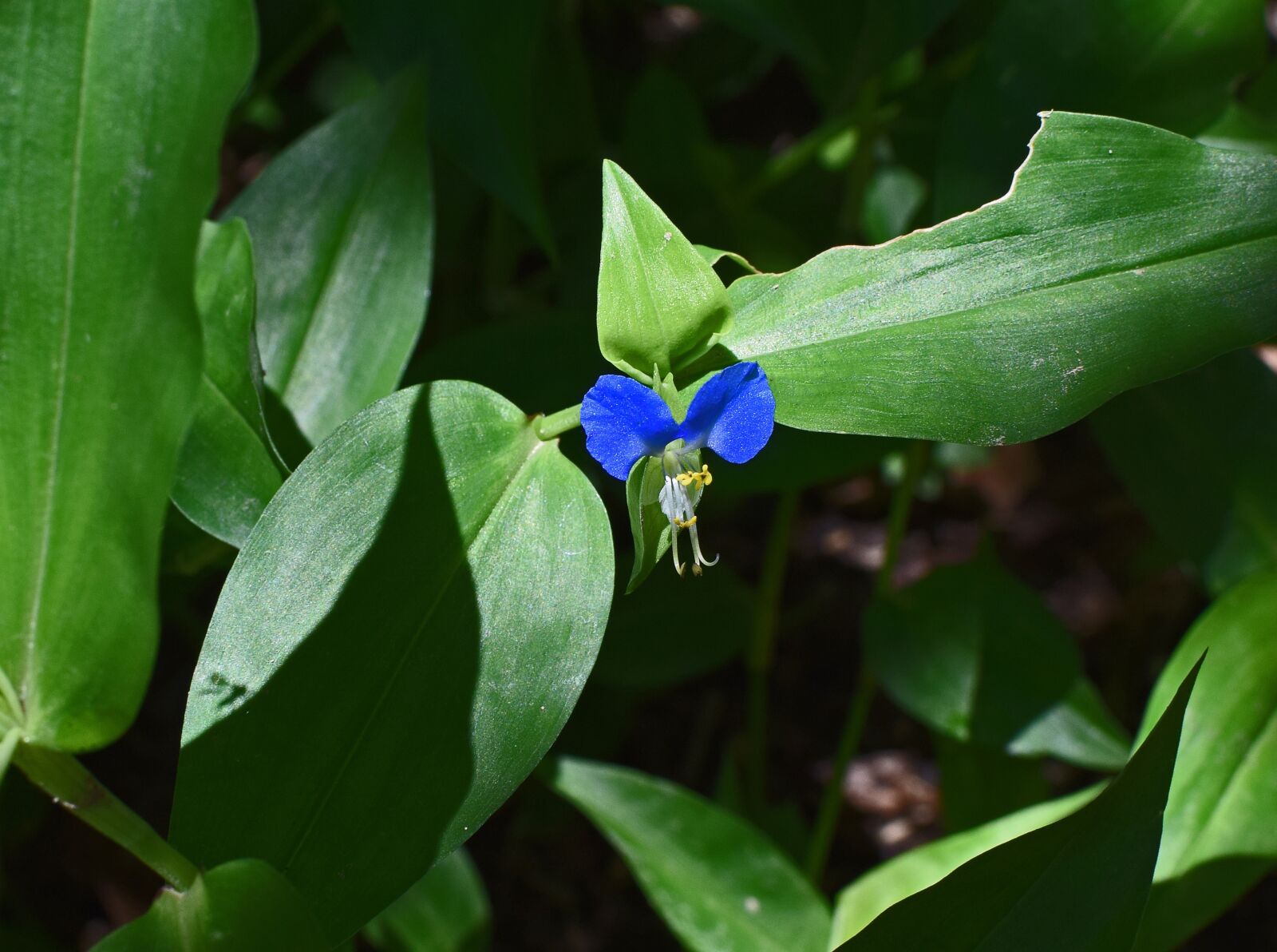 Nikon D3300 sample photo. Asiatic dayflower, commelina communis photography