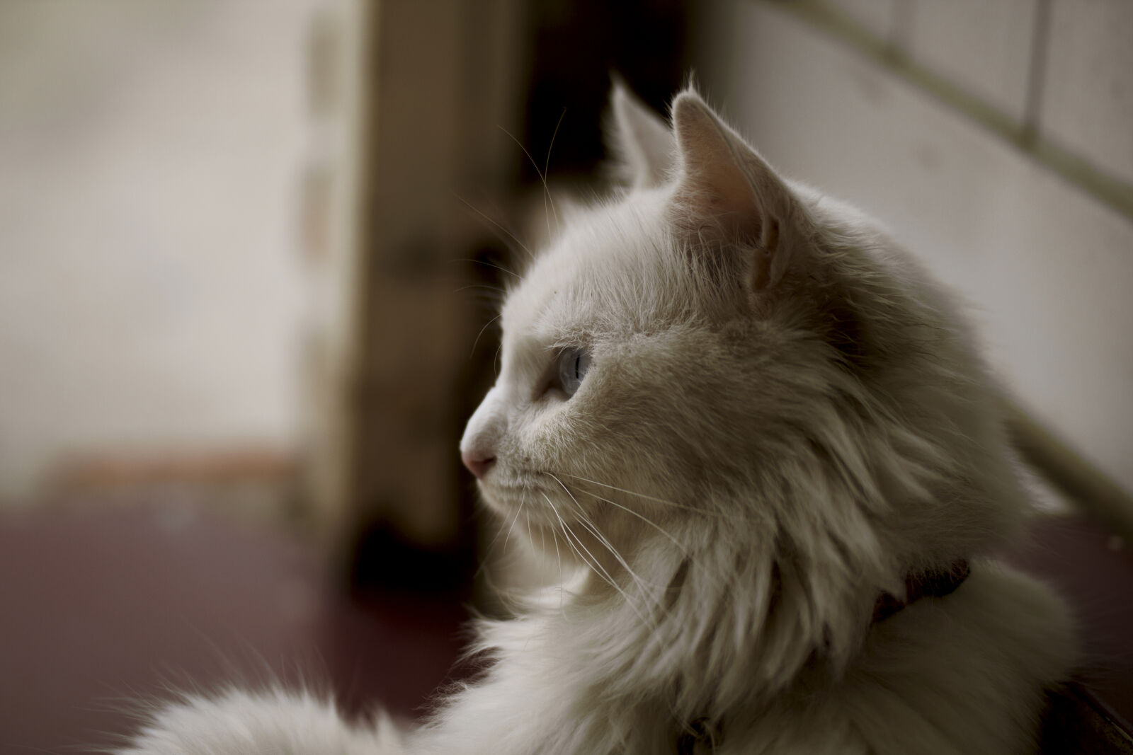 Canon EOS 500D (EOS Rebel T1i / EOS Kiss X3) sample photo. White, long, coat, cat photography
