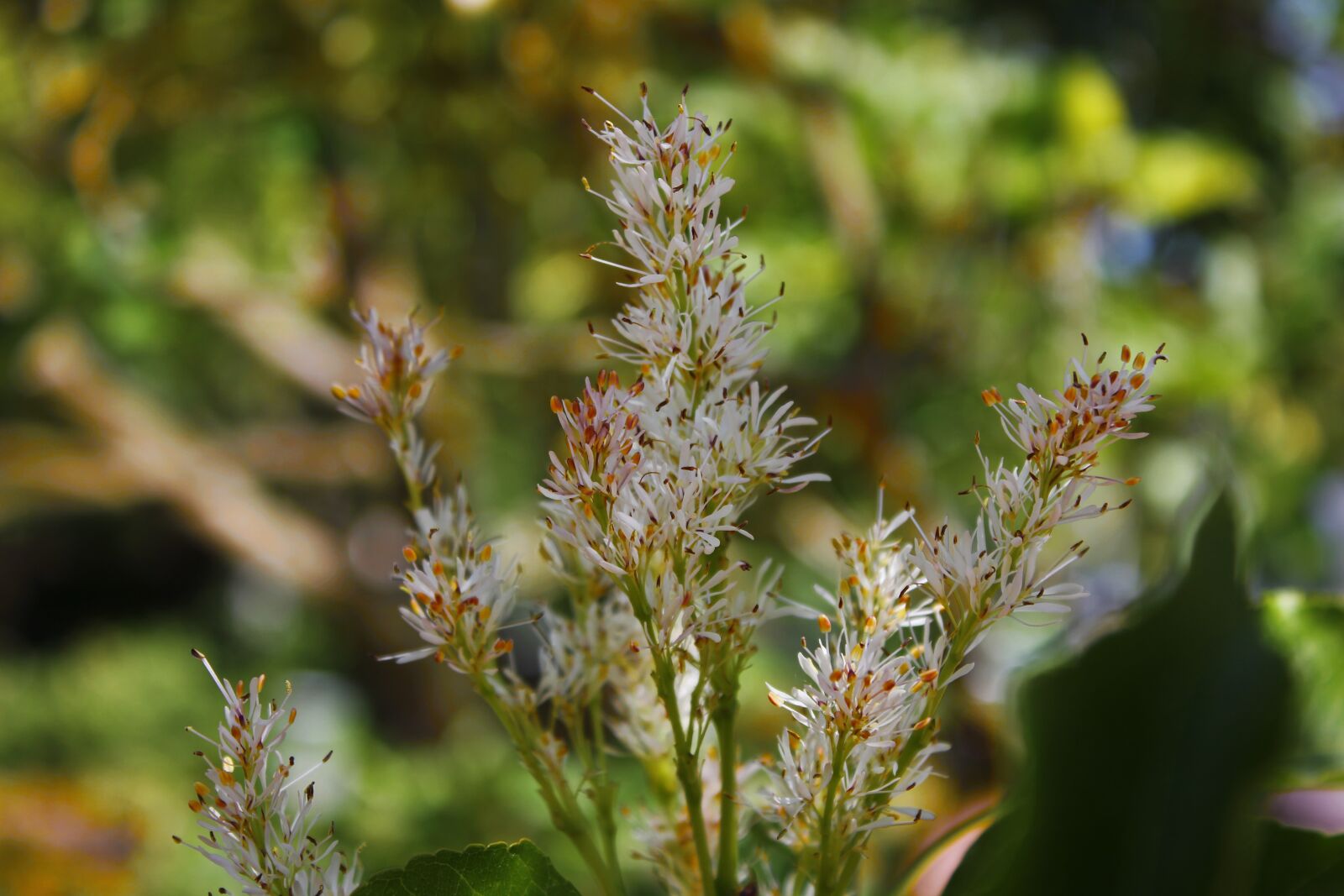 Canon EOS 550D (EOS Rebel T2i / EOS Kiss X4) sample photo. Flower, blossom, bloom photography
