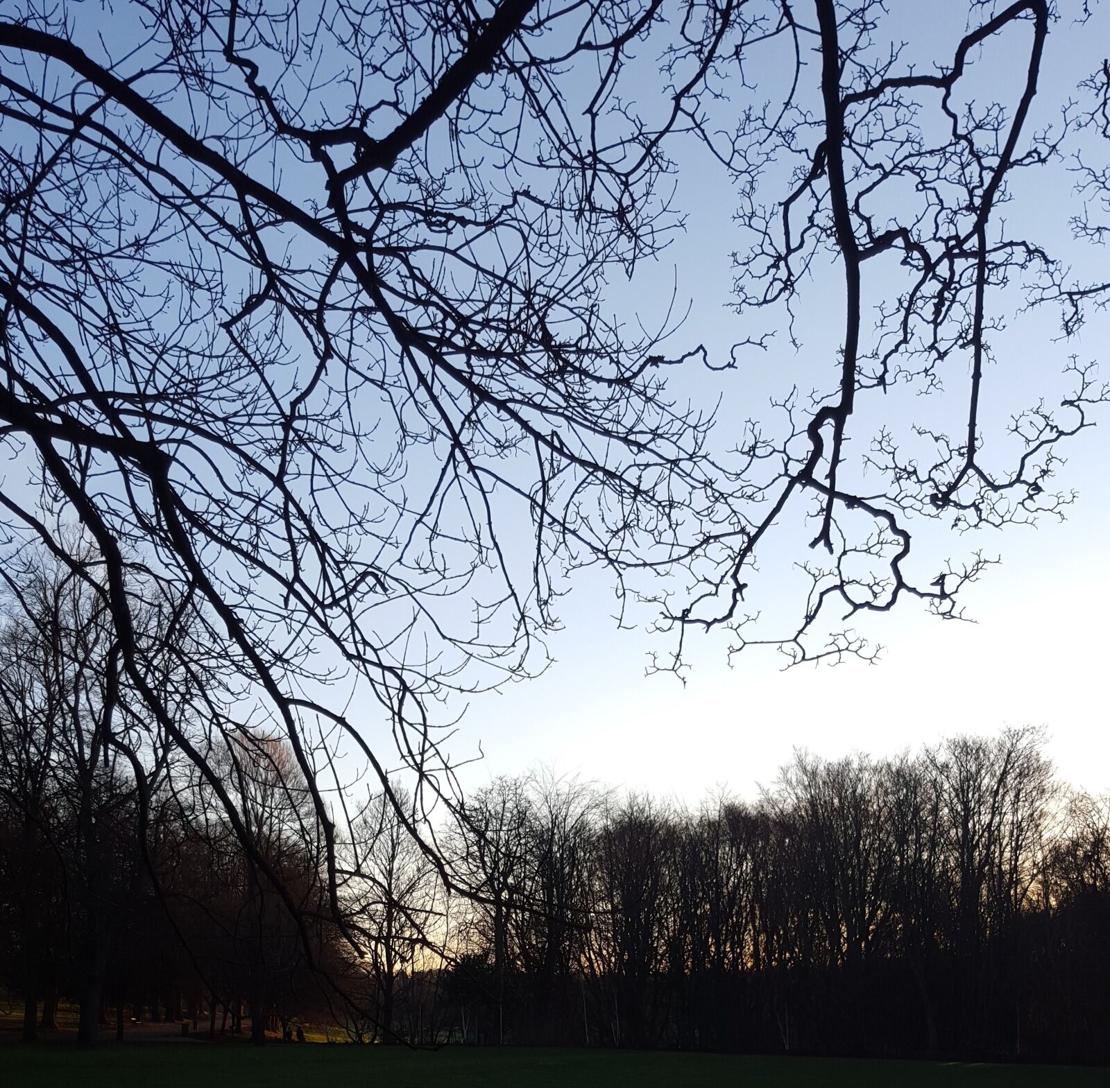 Samsung Galaxy S6 sample photo. Tree, sky, park photography