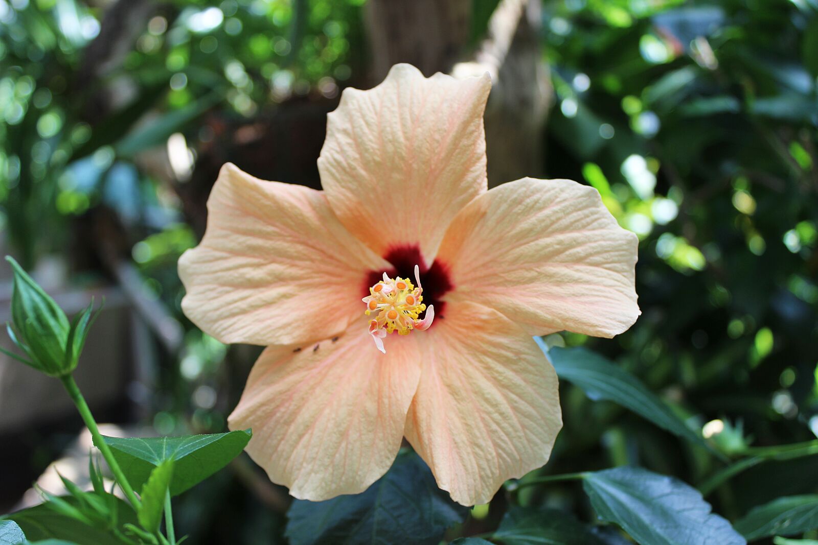 Canon EOS 600D (Rebel EOS T3i / EOS Kiss X5) sample photo. Orchid, flower, blossom photography