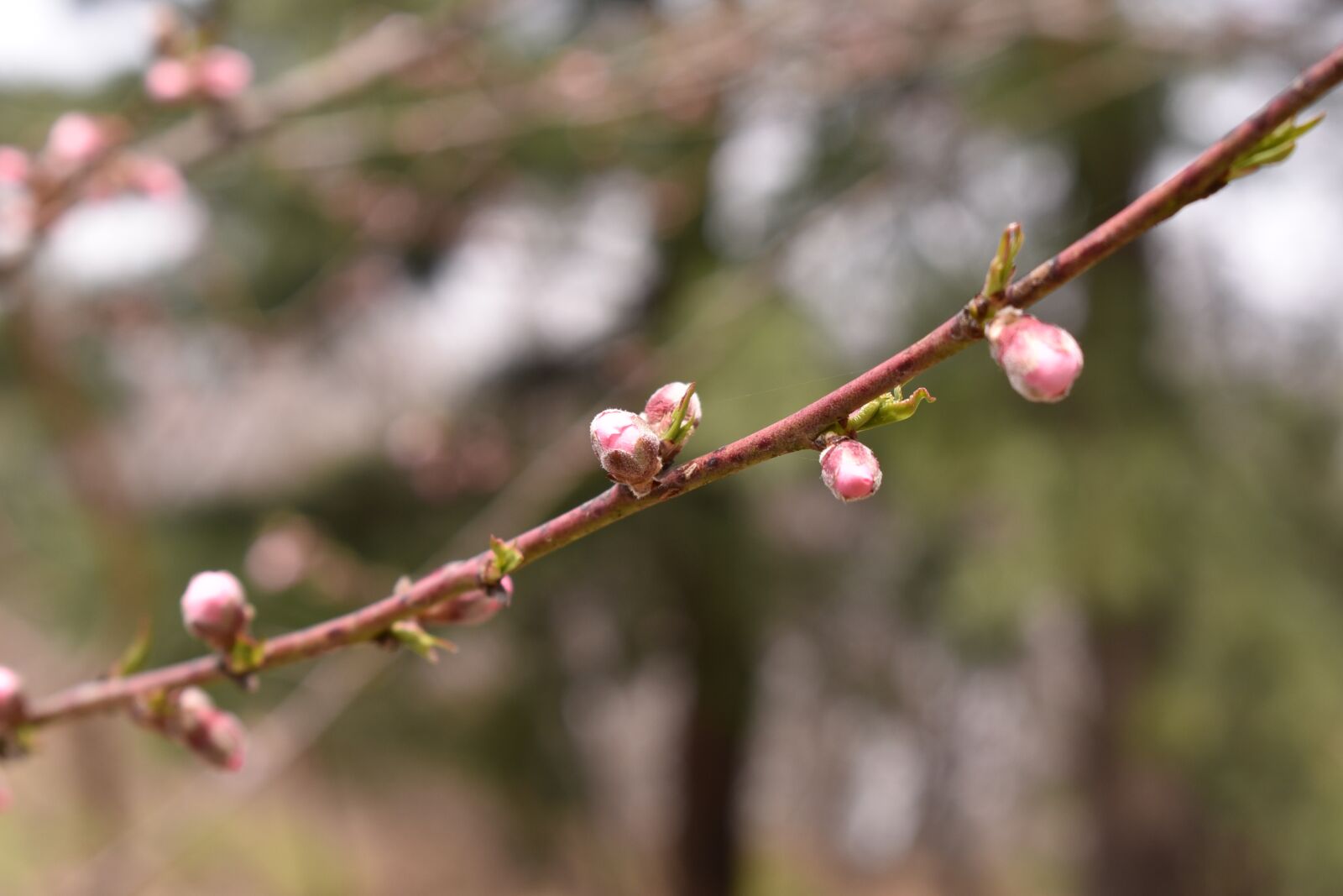 Nikon D750 sample photo. Peach, flowers, wood photography