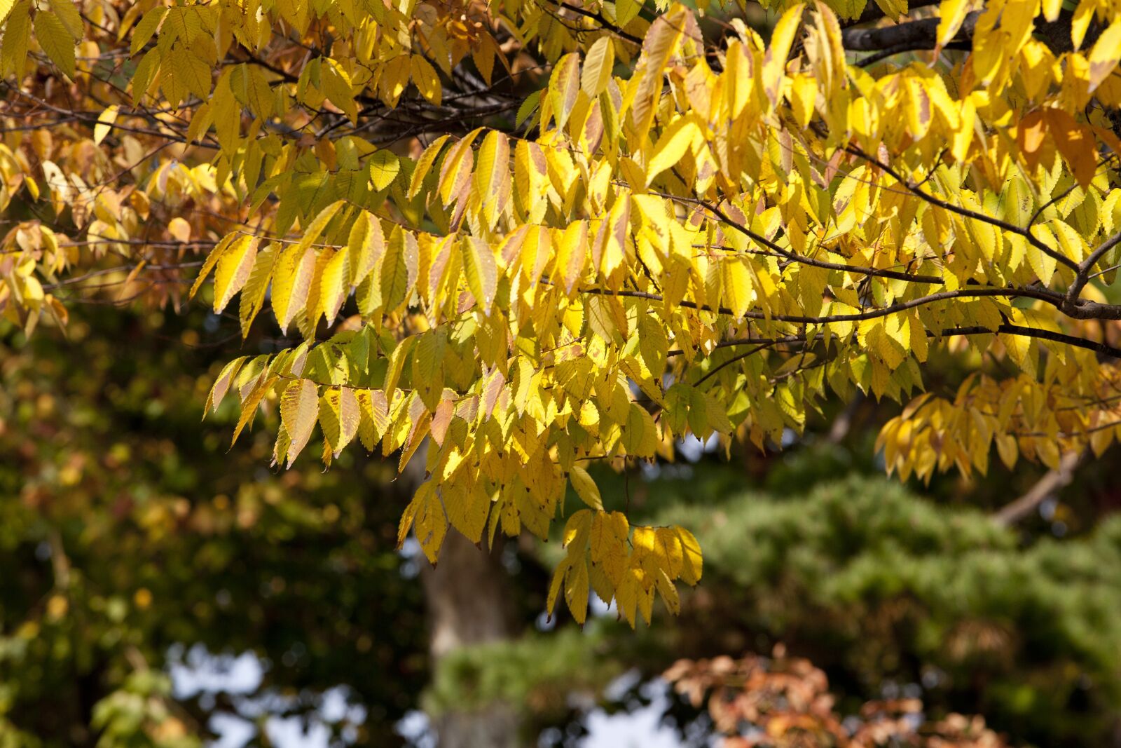 Canon EOS 5D sample photo. Autumn, autumn leaves, maple photography