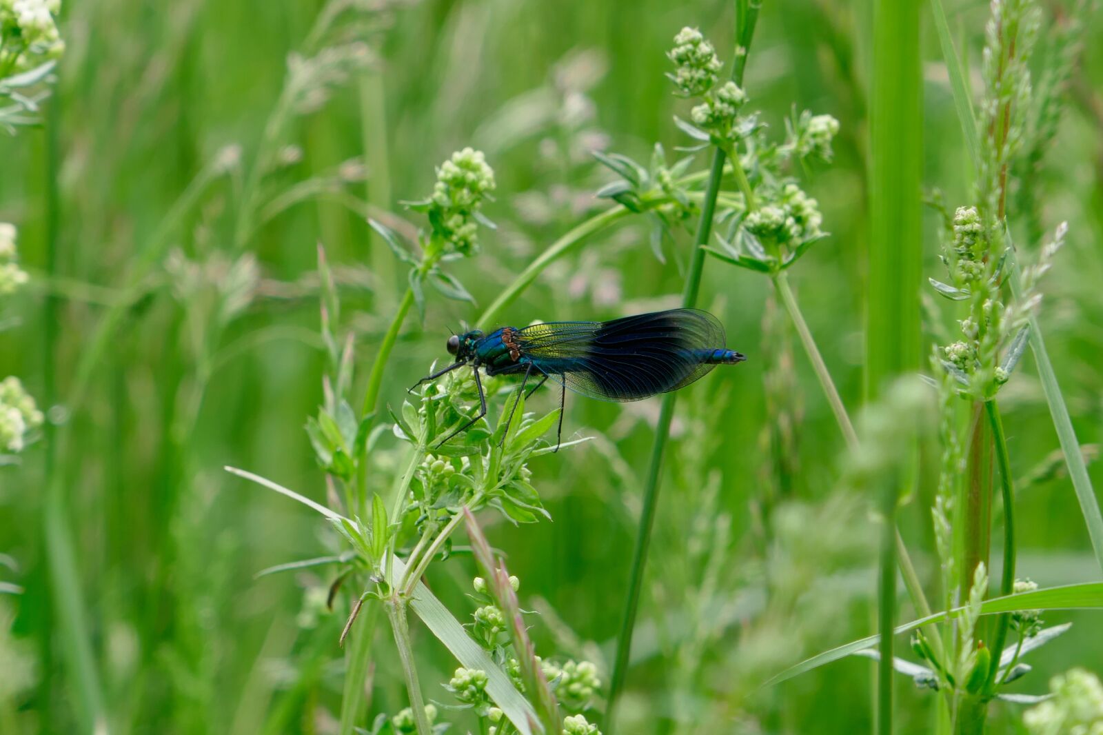 Panasonic DMC-TZ101 sample photo. Dragonfly, meadow, grass photography