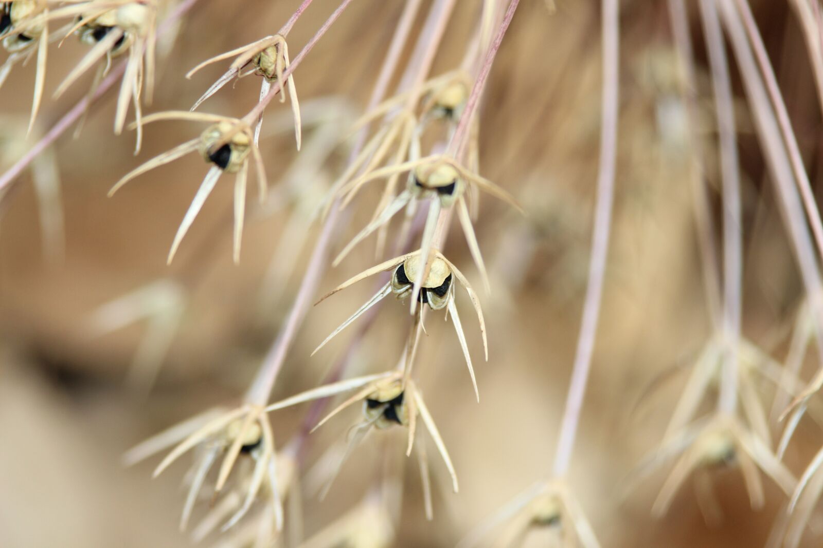 Canon EOS 600D (Rebel EOS T3i / EOS Kiss X5) sample photo. Nature, macro, plant photography