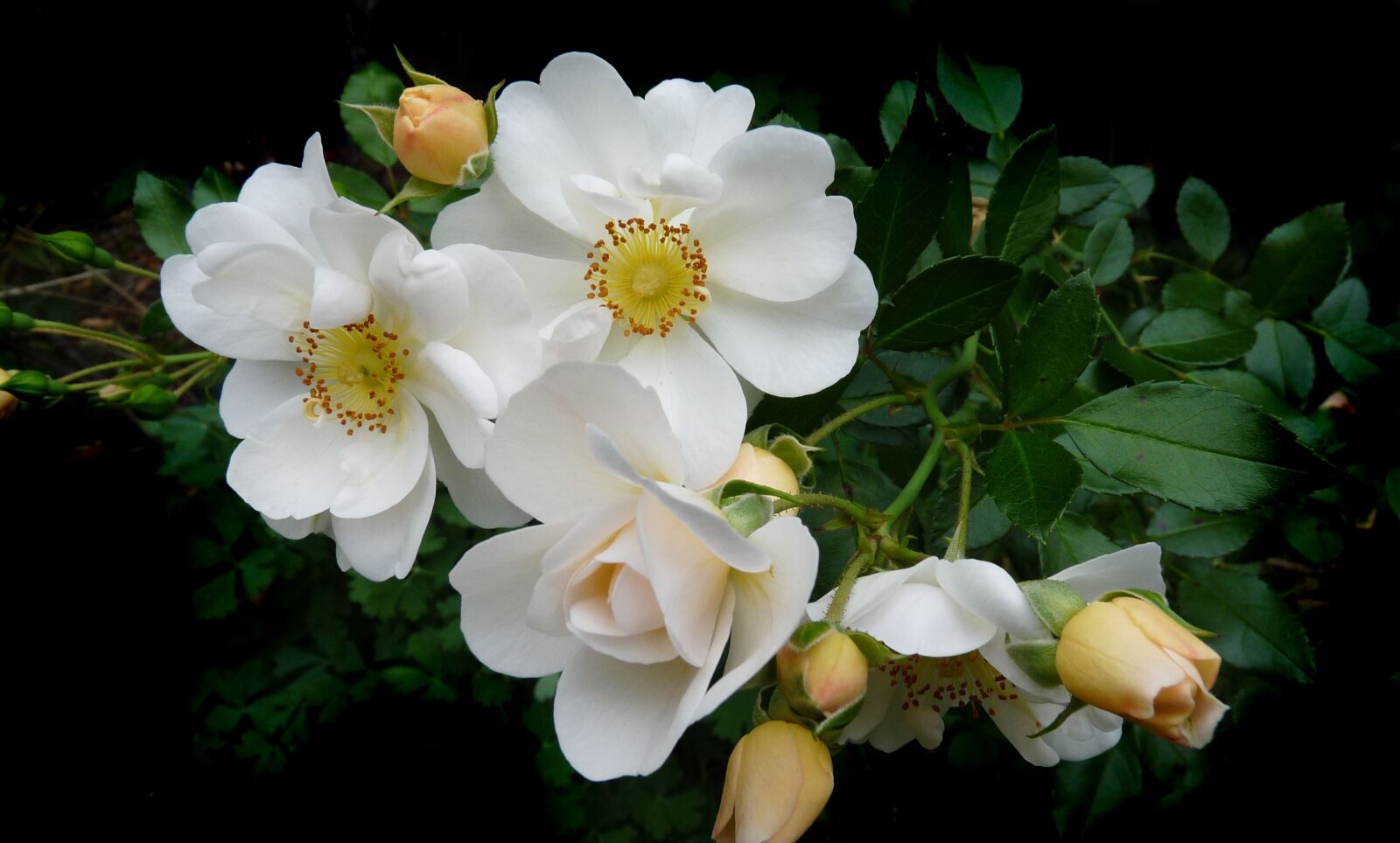 Panasonic Lumix DMC-FZ28 sample photo. Rose, white, flowers photography