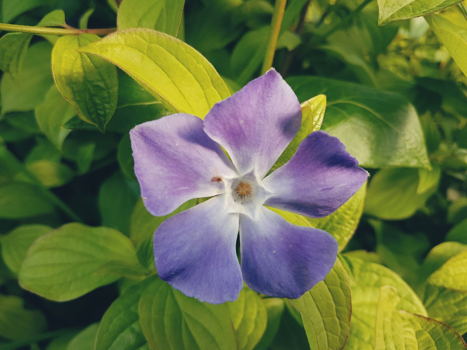 Samsung Galaxy S7 sample photo. Flower, summer, garden photography