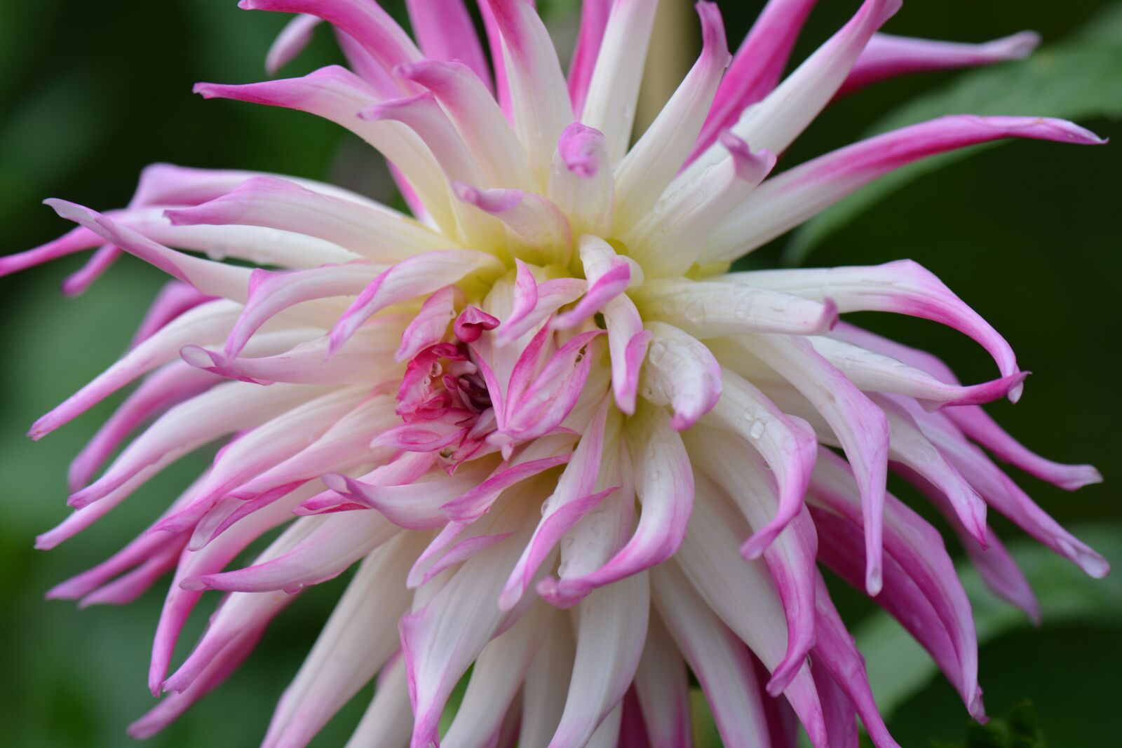 Nikon D5200 sample photo. Flower, nature, dahlia photography