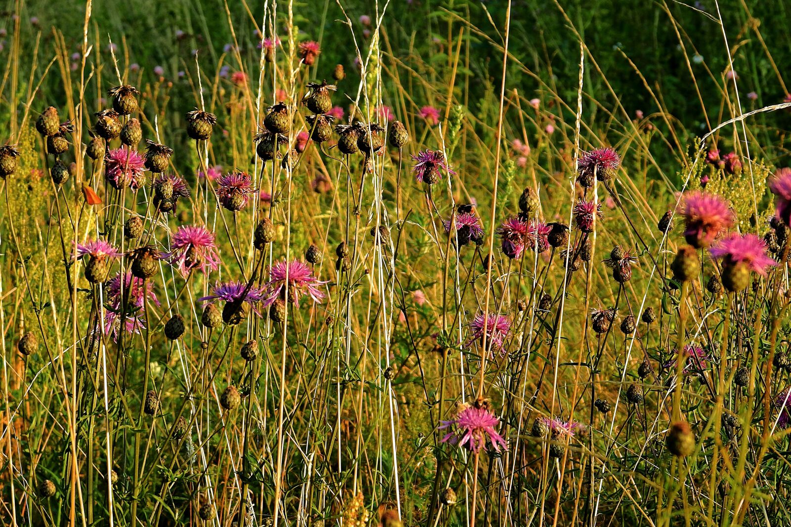 Nikon Coolpix P900 sample photo. Meadow, thistles, summer photography