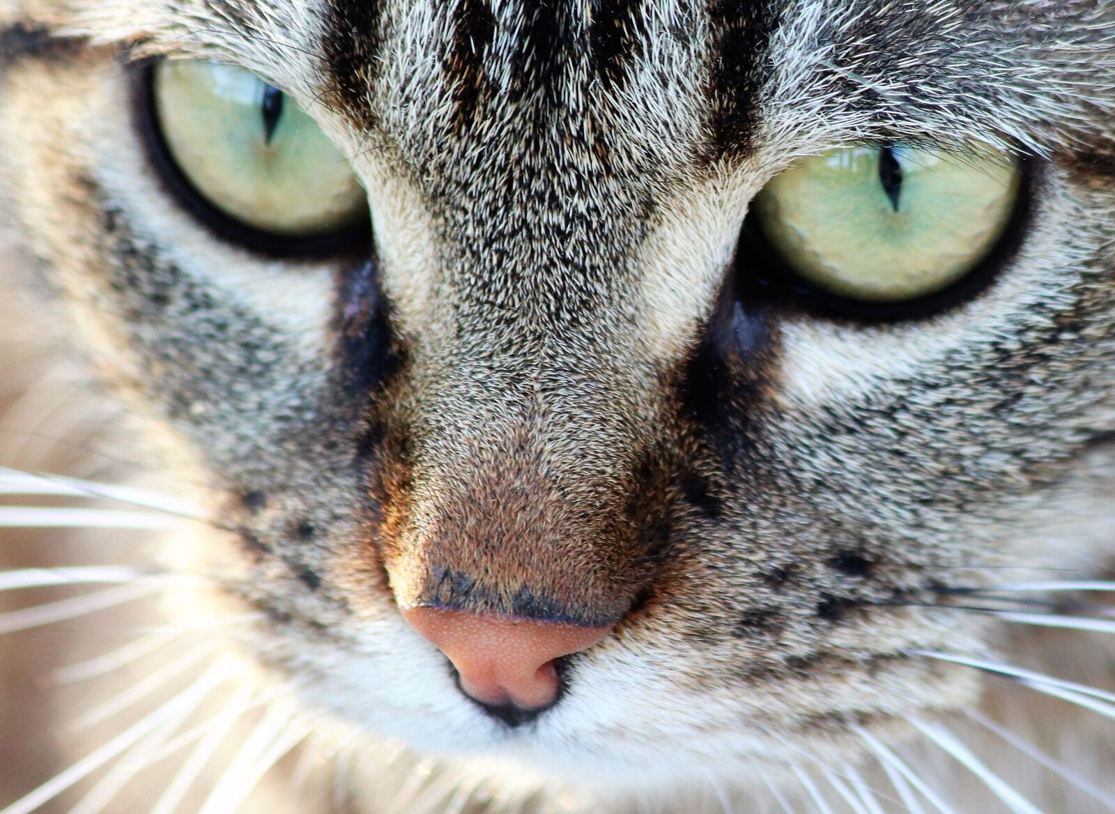 Canon EOS 200D (EOS Rebel SL2 / EOS Kiss X9) sample photo. Tiger cat, green eyes photography