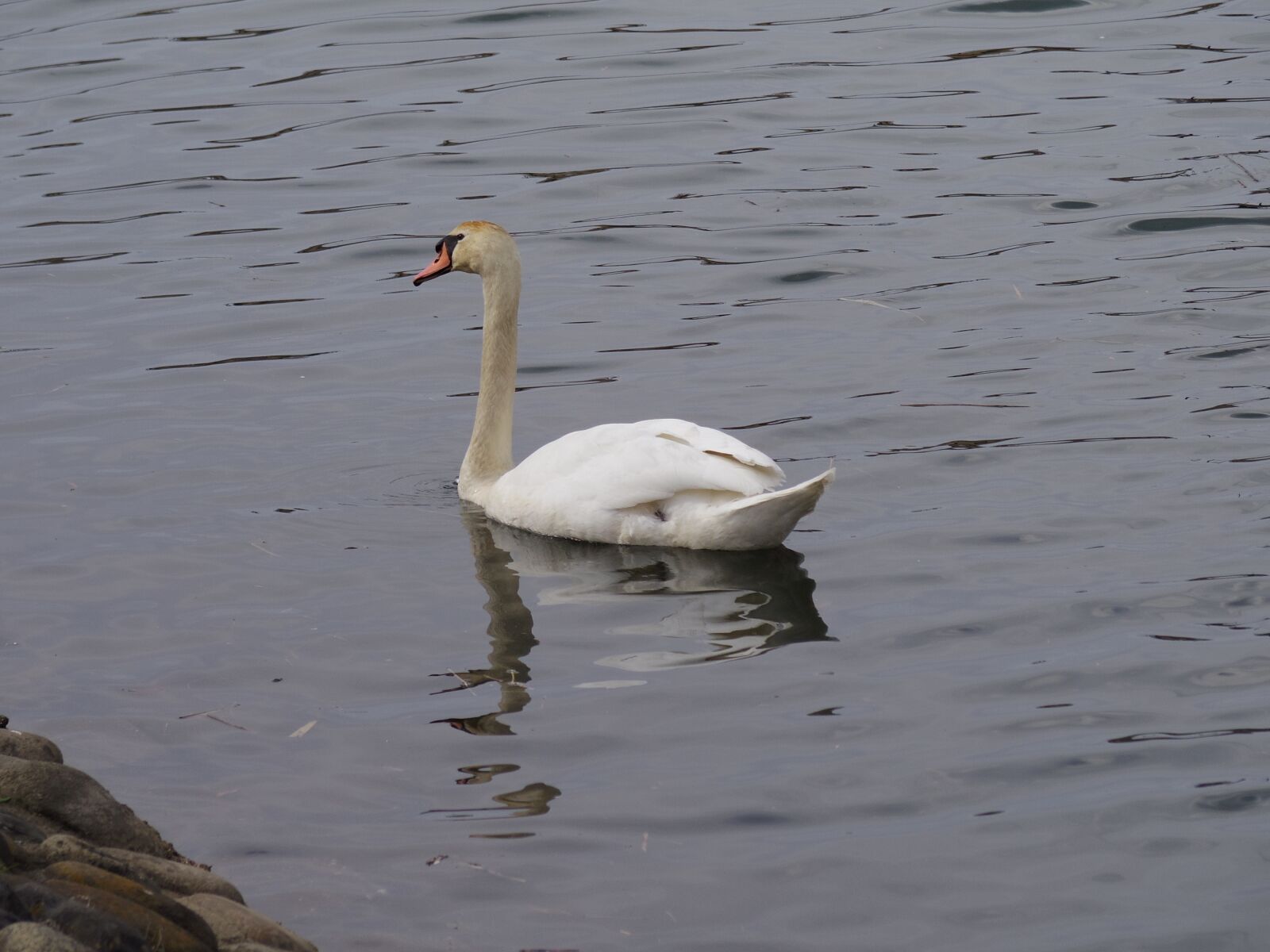 Pentax 06 Telephoto 15-45mm sample photo. Bird, swan, waters photography